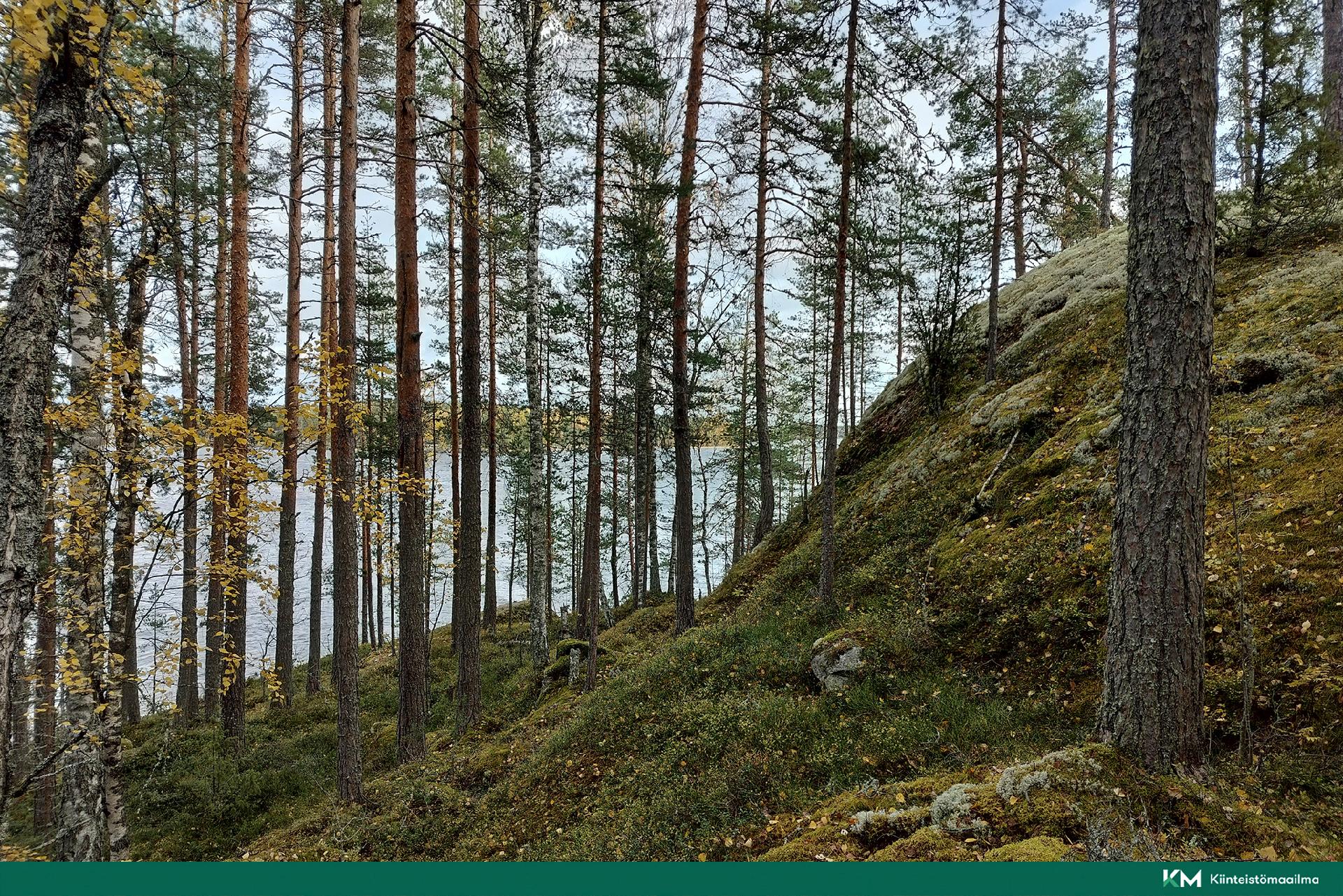 Rauhakiventie tontit 1, 2, 3 ja 6, Ristiina, Mikkeli