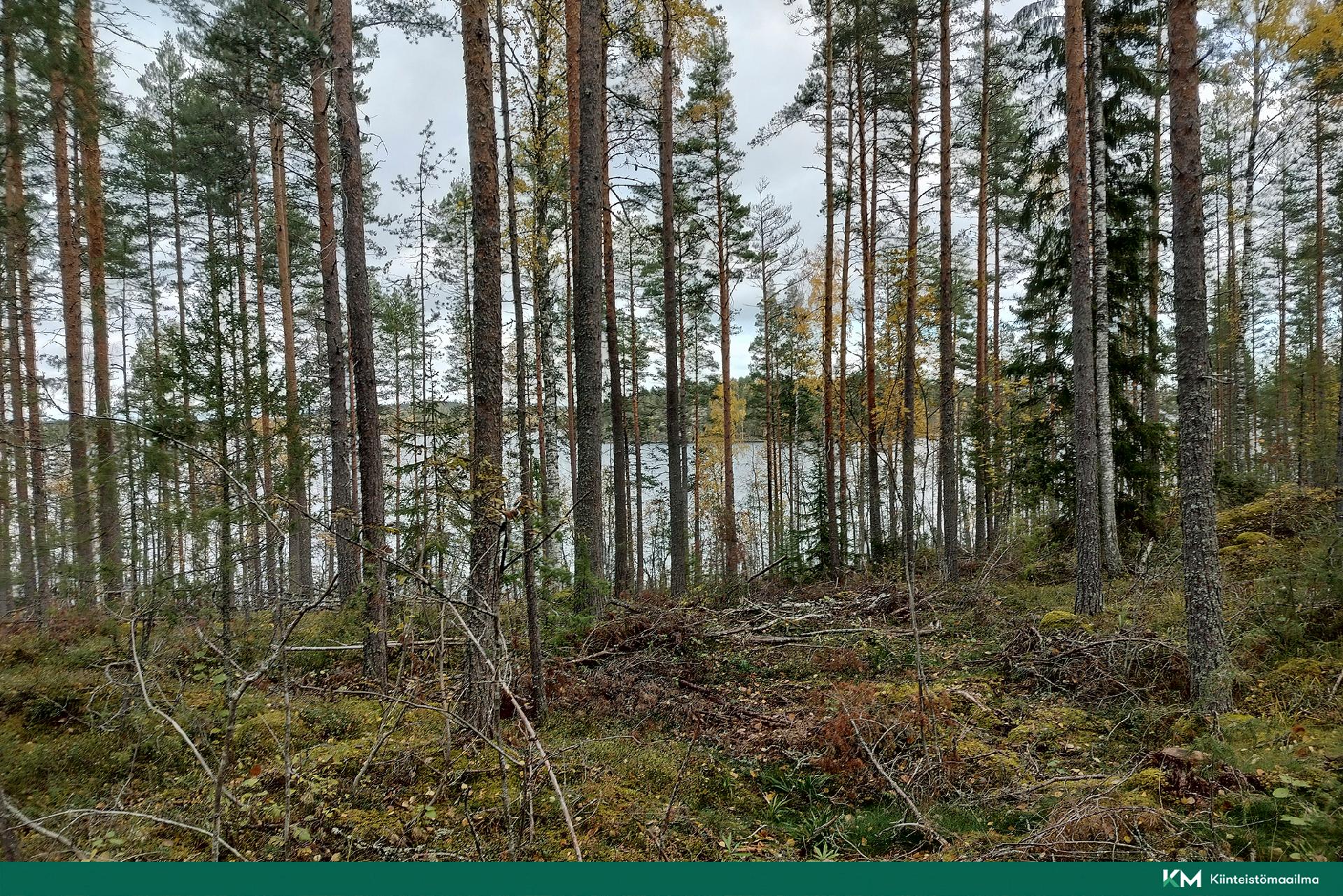 Rauhakiventie tontit 1, 2, 3 ja 6, Ristiina, Mikkeli