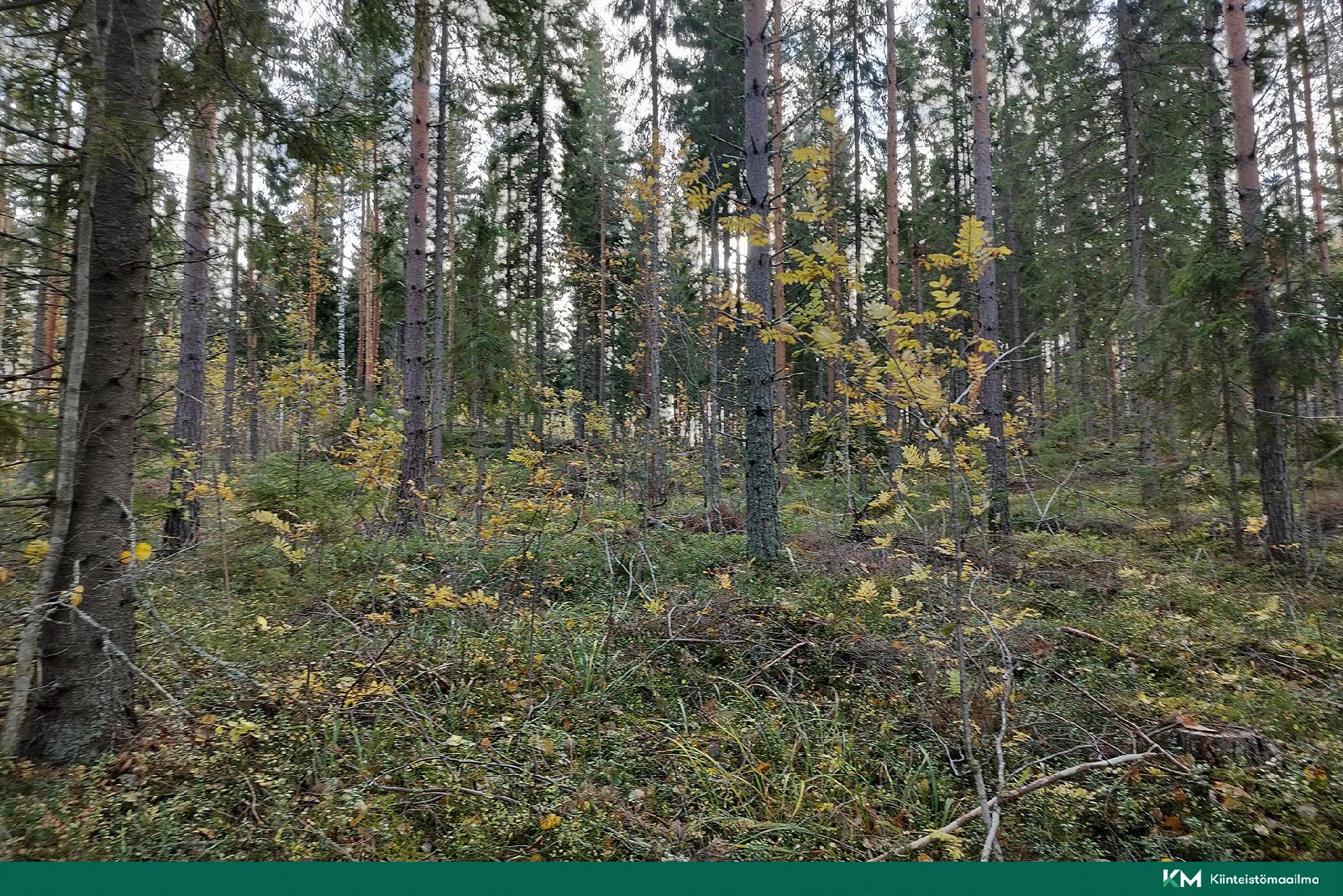 Rauhakiventie tontit 1, 2, 3 ja 6, Ristiina, Mikkeli