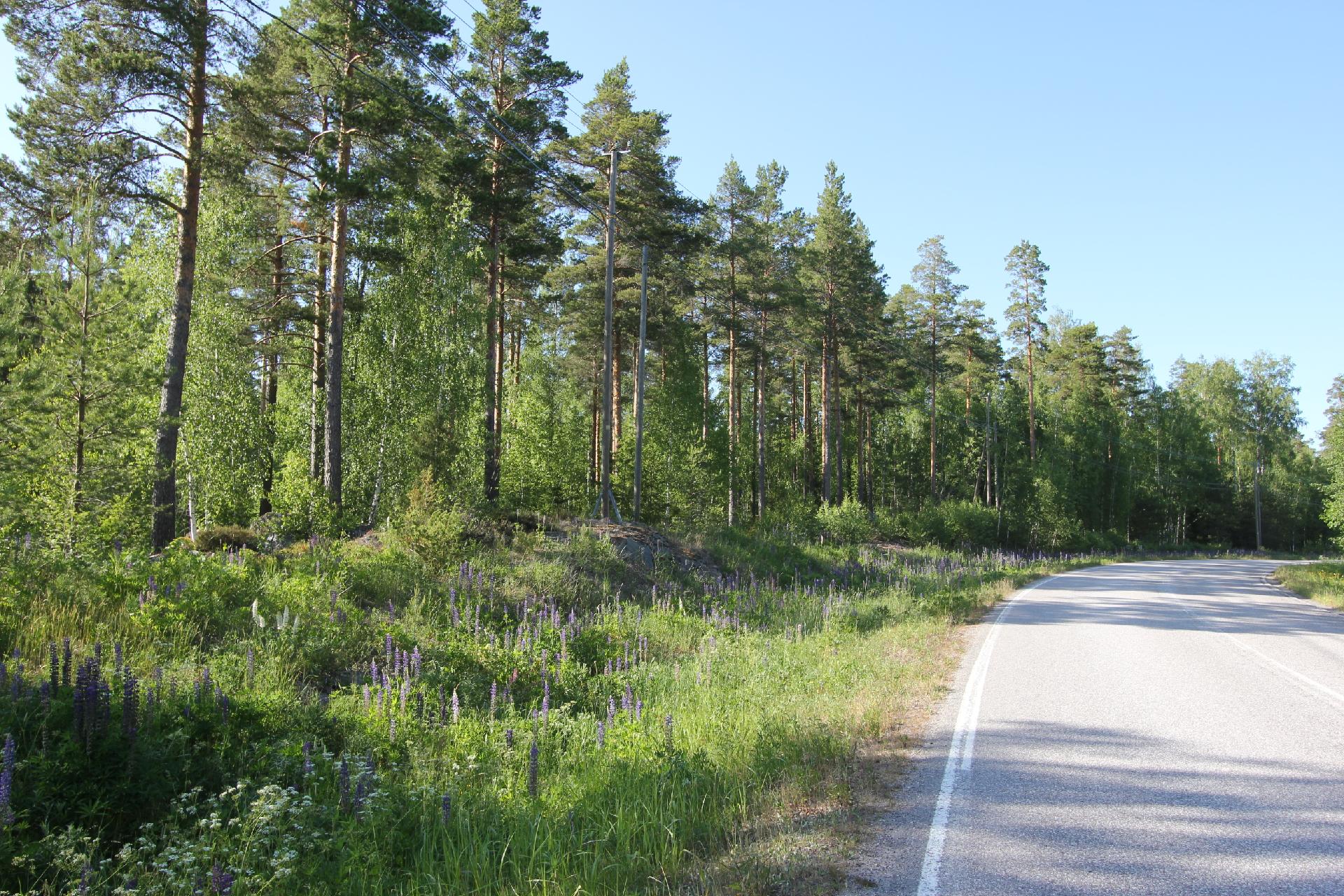 Tontti tieltä
