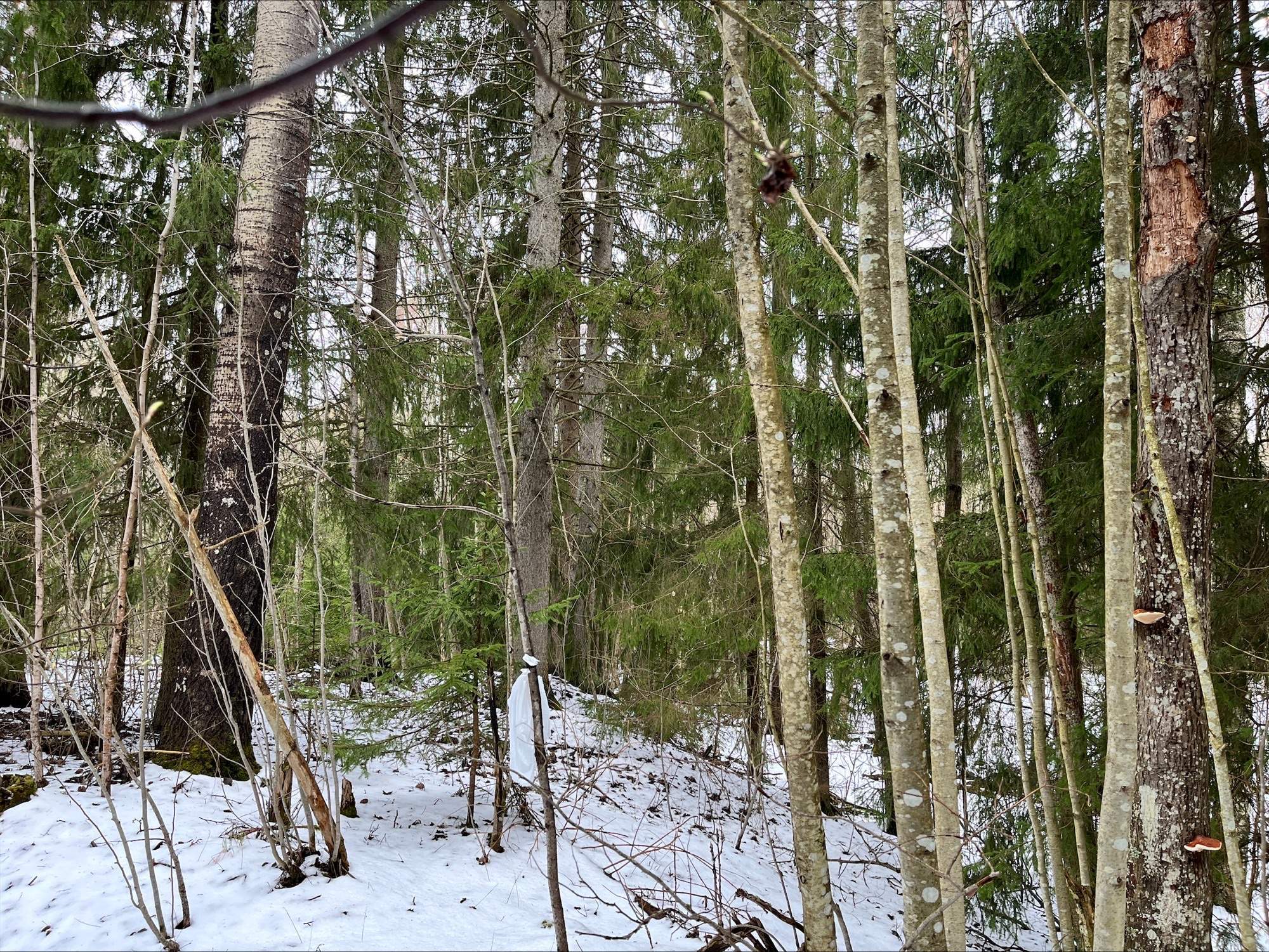 Kaukastentie 154, Kaukas, Hyvinkää