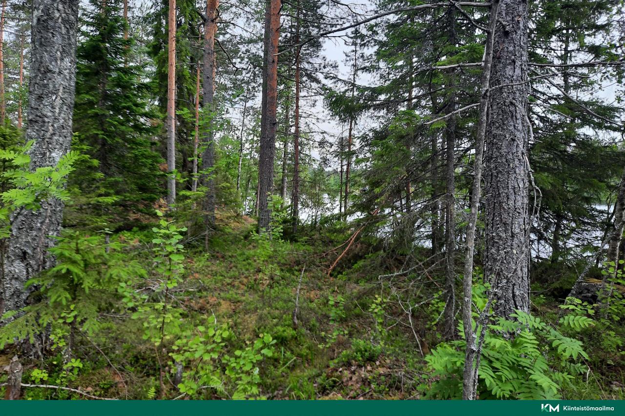 Nääringintie 368, Juva