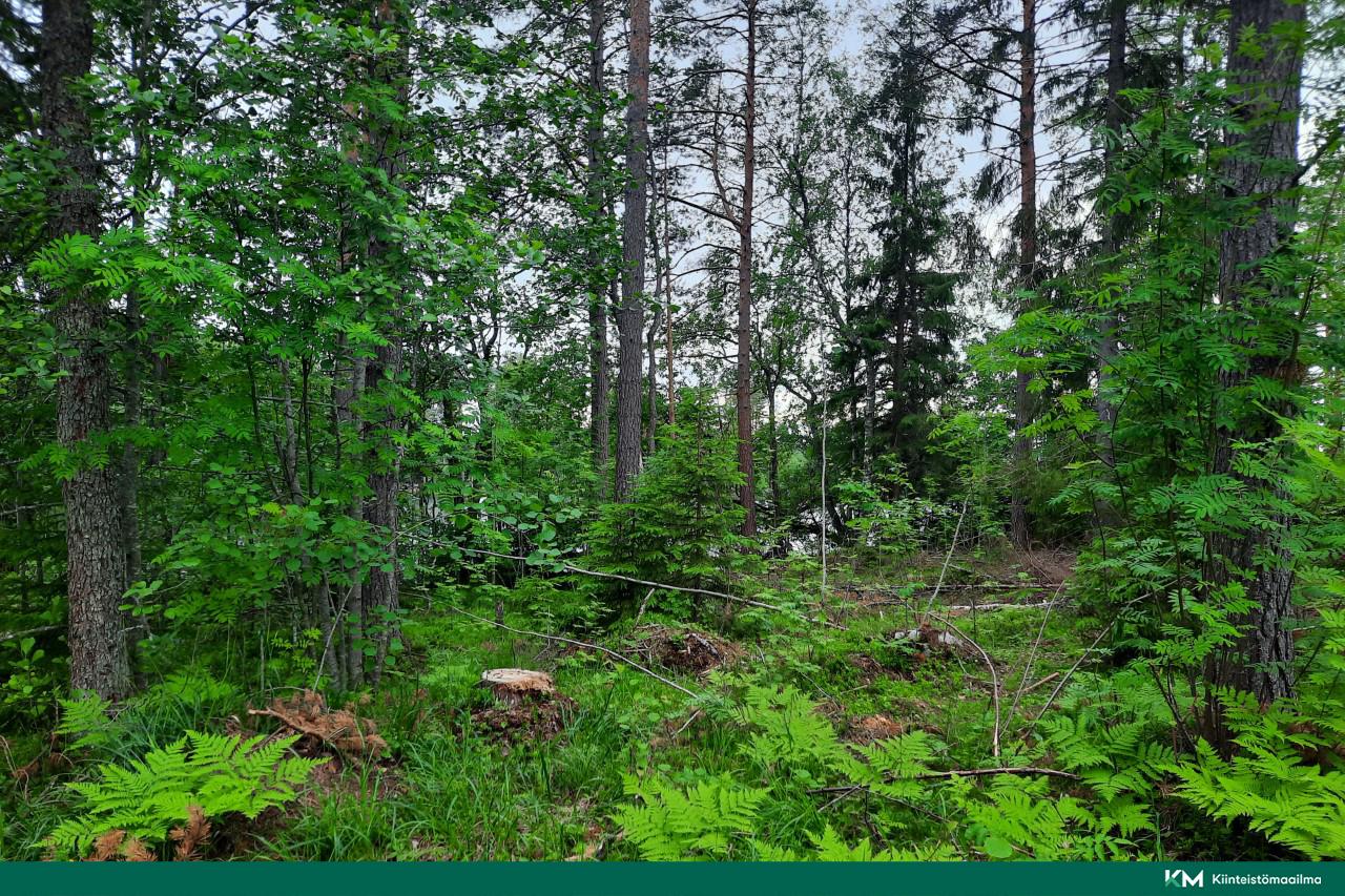 Nääringintie 368, Juva