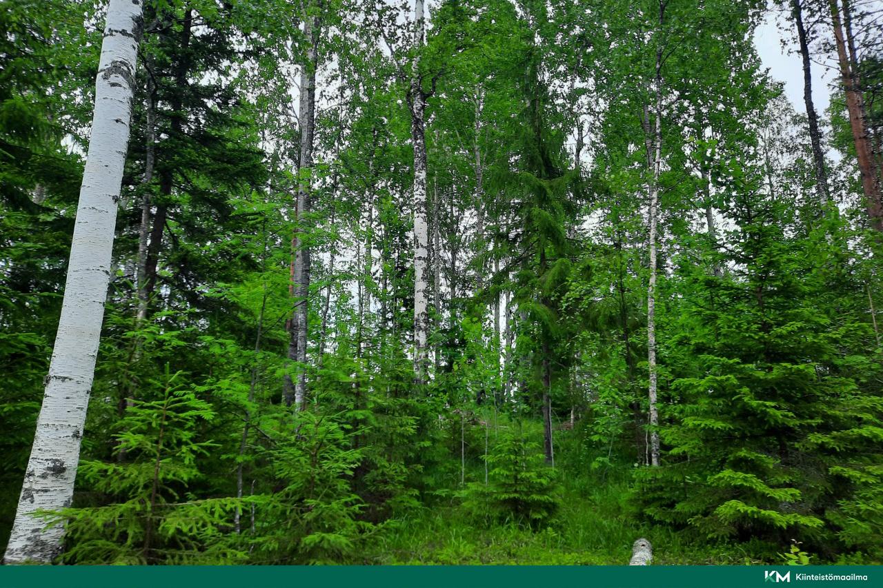 Nääringintie 368, Juva