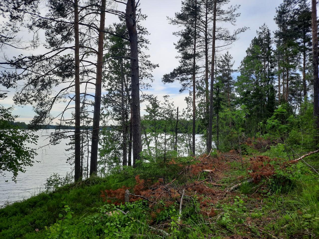 Nääringintie 368, Juva