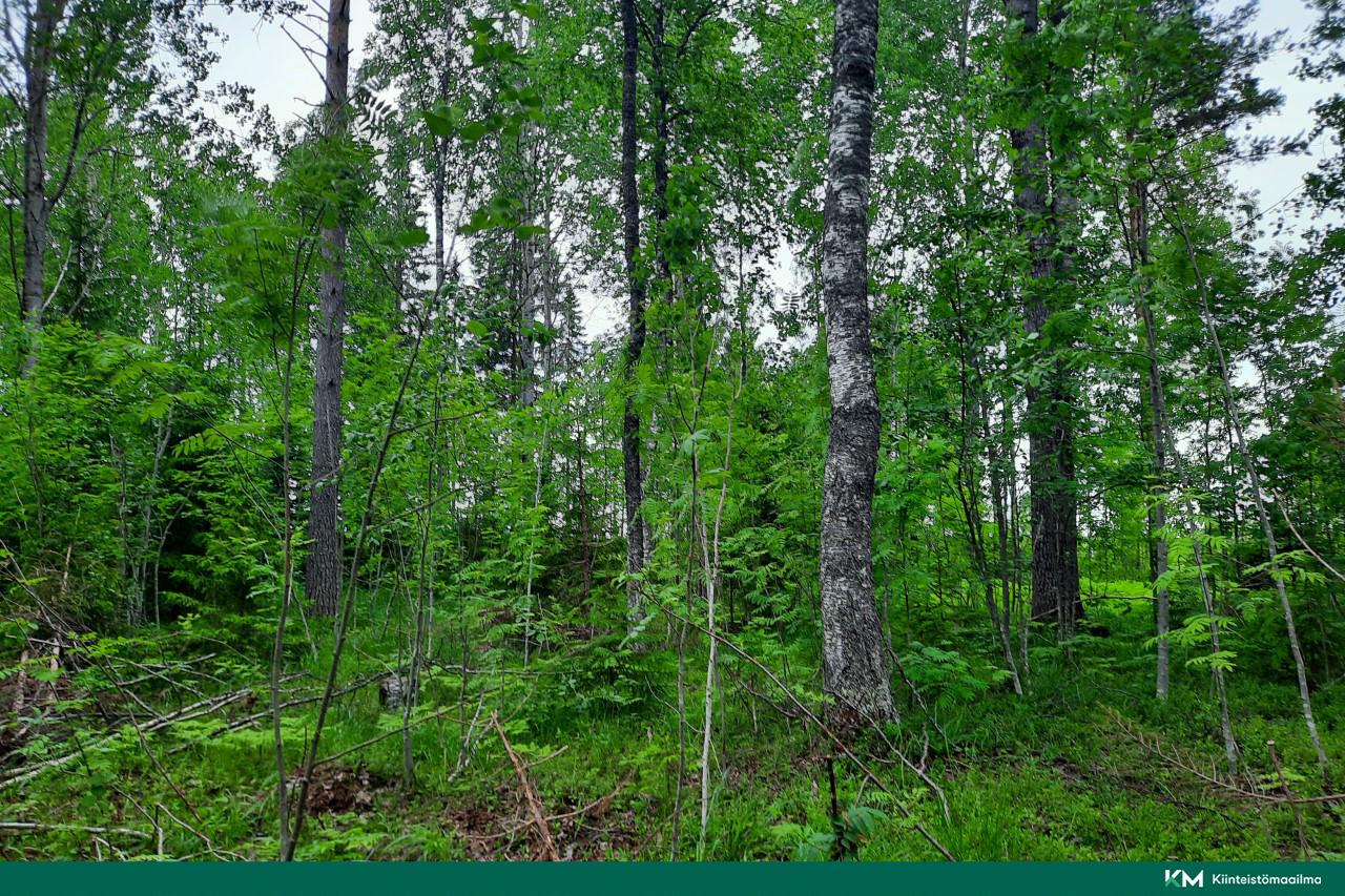 Nääringintie 368, Juva