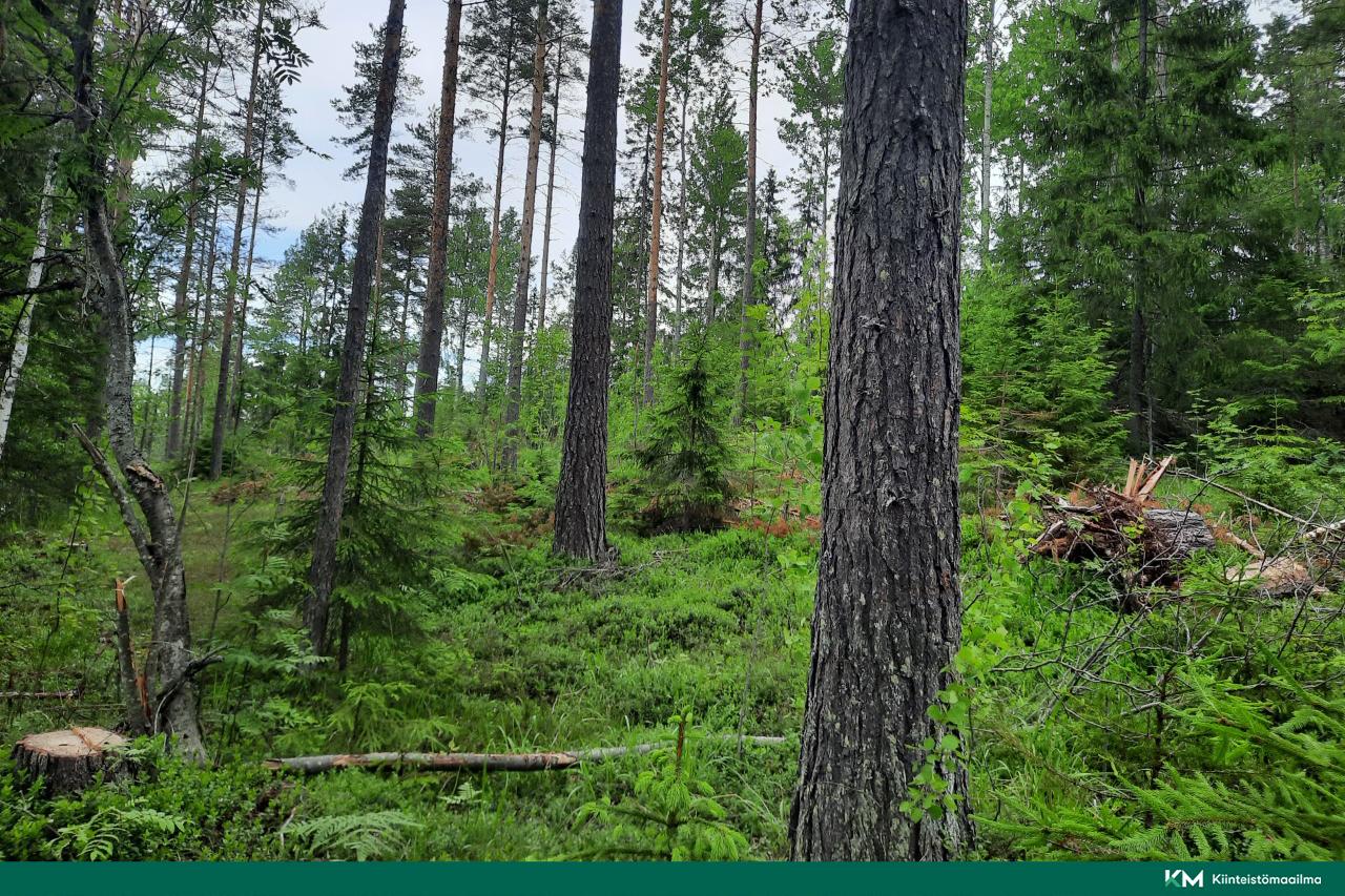 Nääringintie 368, Juva