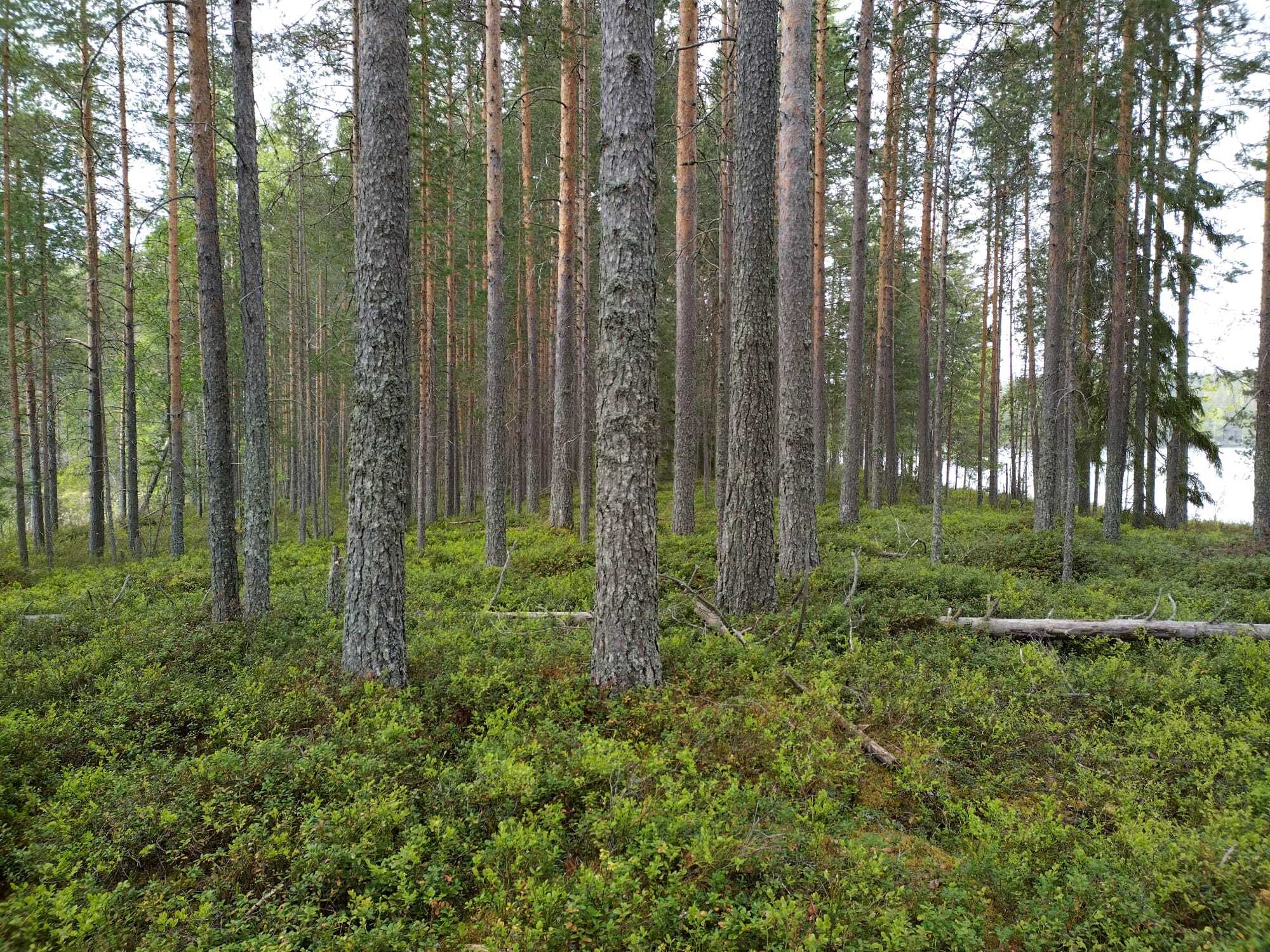 Rauvanjärvi/Kaavi T5, Maarianvaara, Kaavi