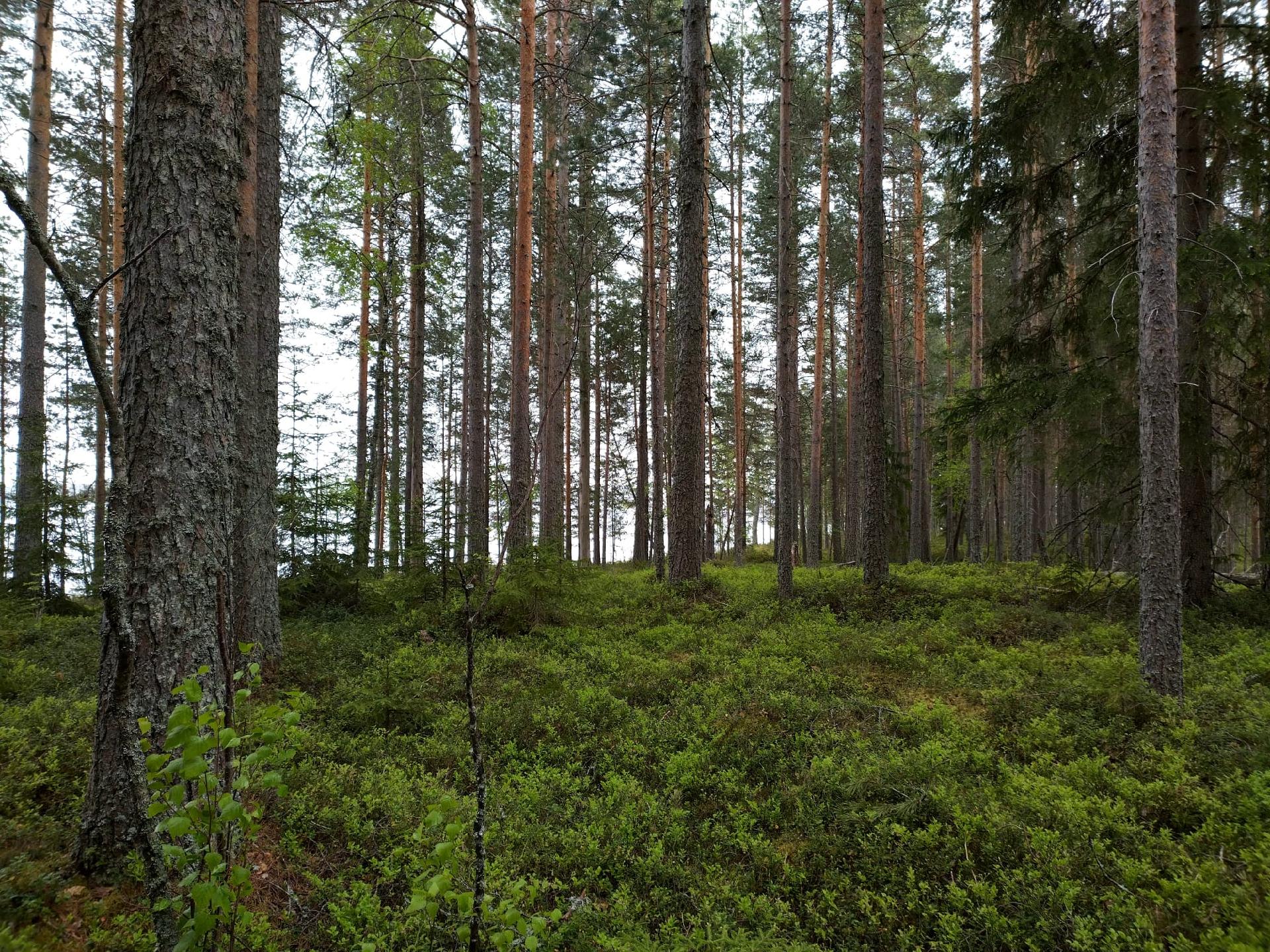Rauvanjärvi/Kaavi T5, Maarianvaara, Kaavi