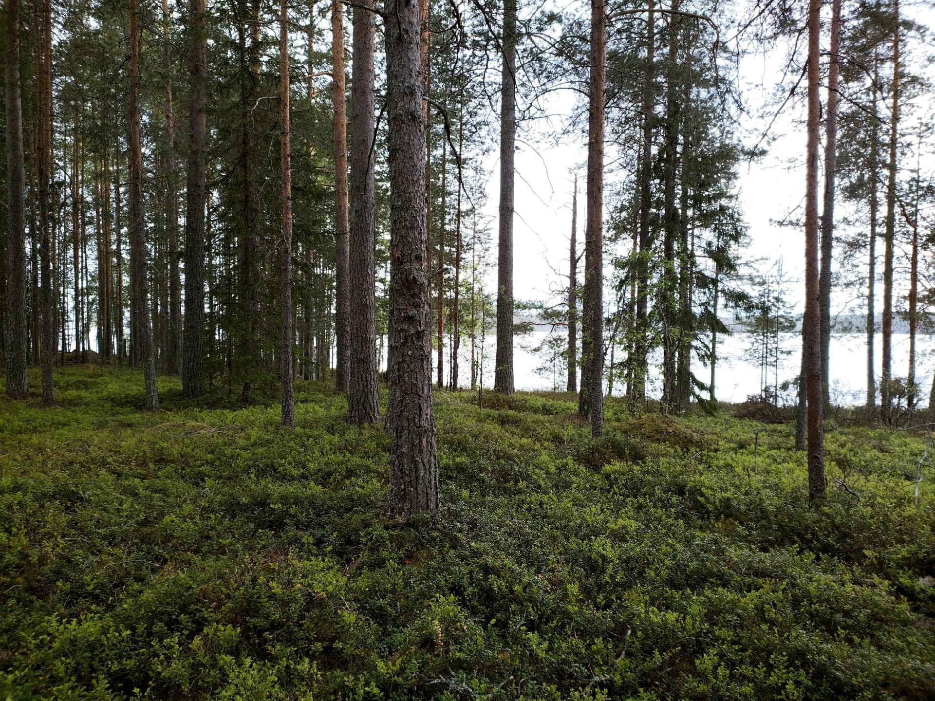 Rauvanjärvi/Kaavi T5, Maarianvaara, Kaavi