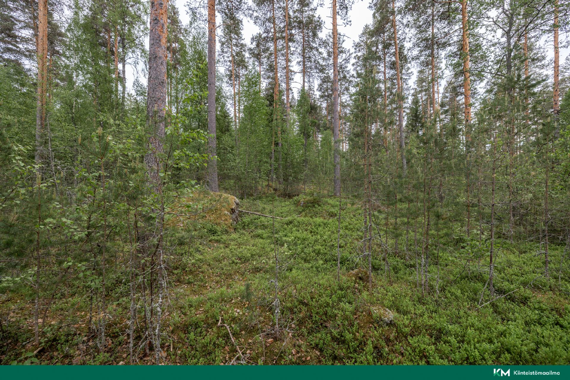 kuva 6 rannalta keskelle tonttia