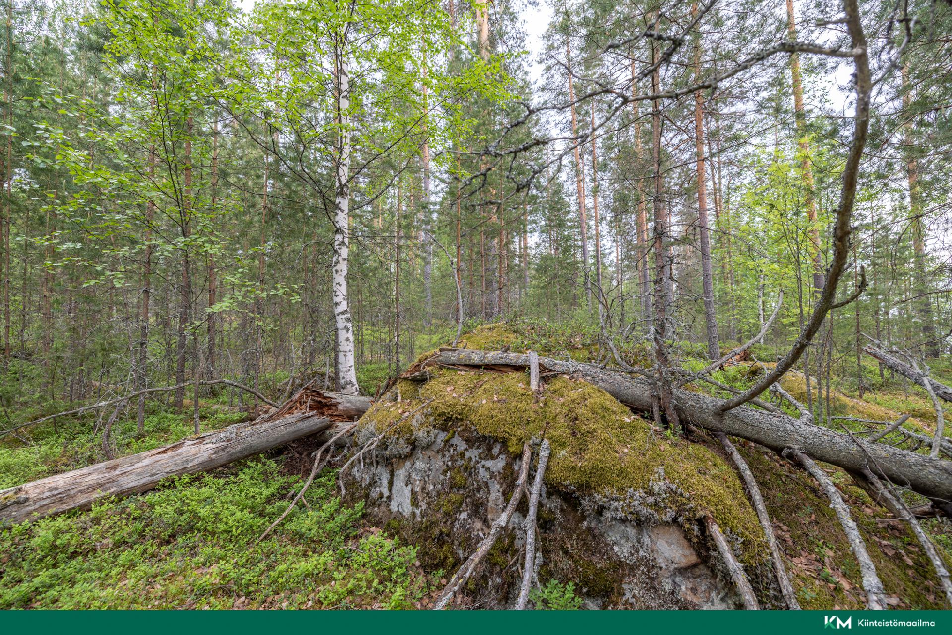 kuva 8 länsirajalla