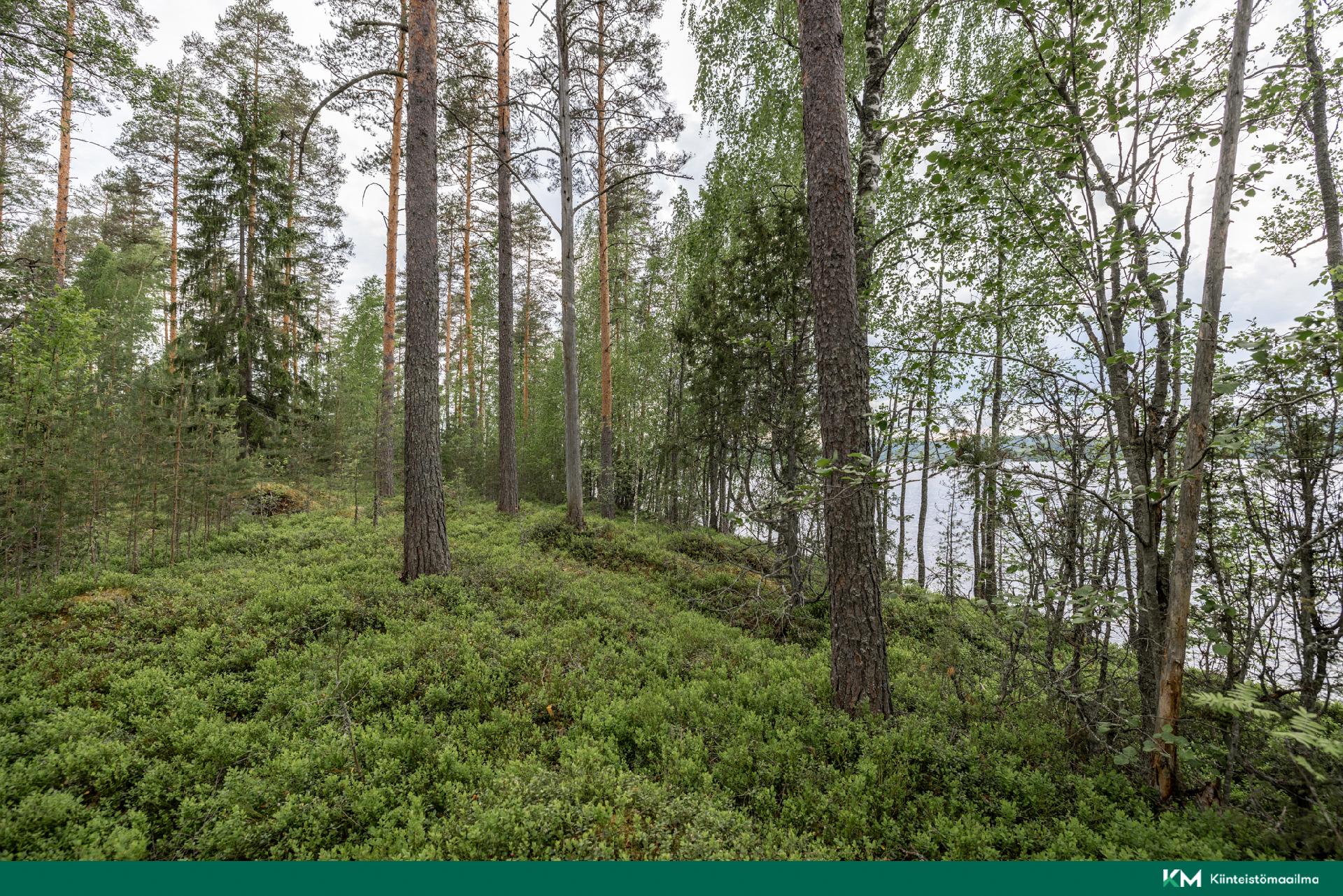 kuva 7 tontin keskeltä kohti länsirajaa