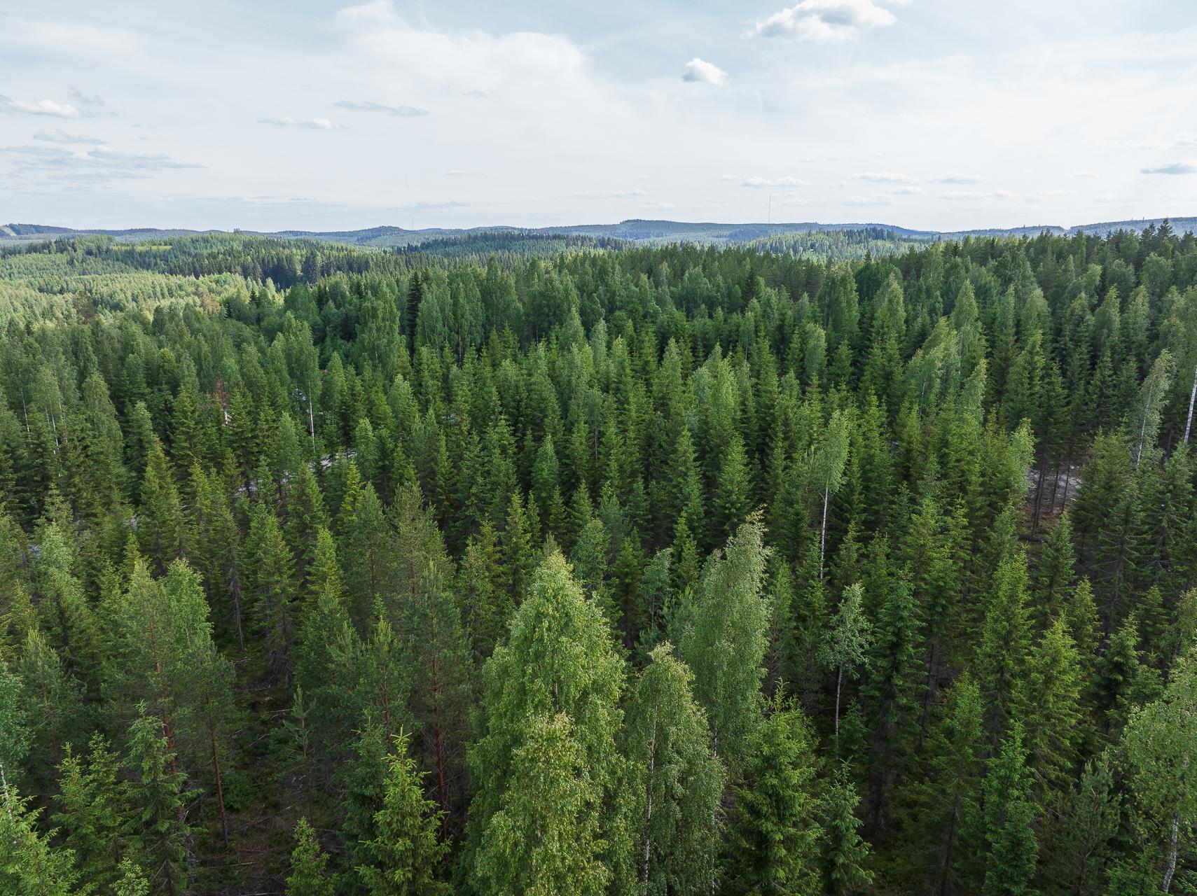 Kivelänlammentie 10 B, Vesanka, Jyväskylä