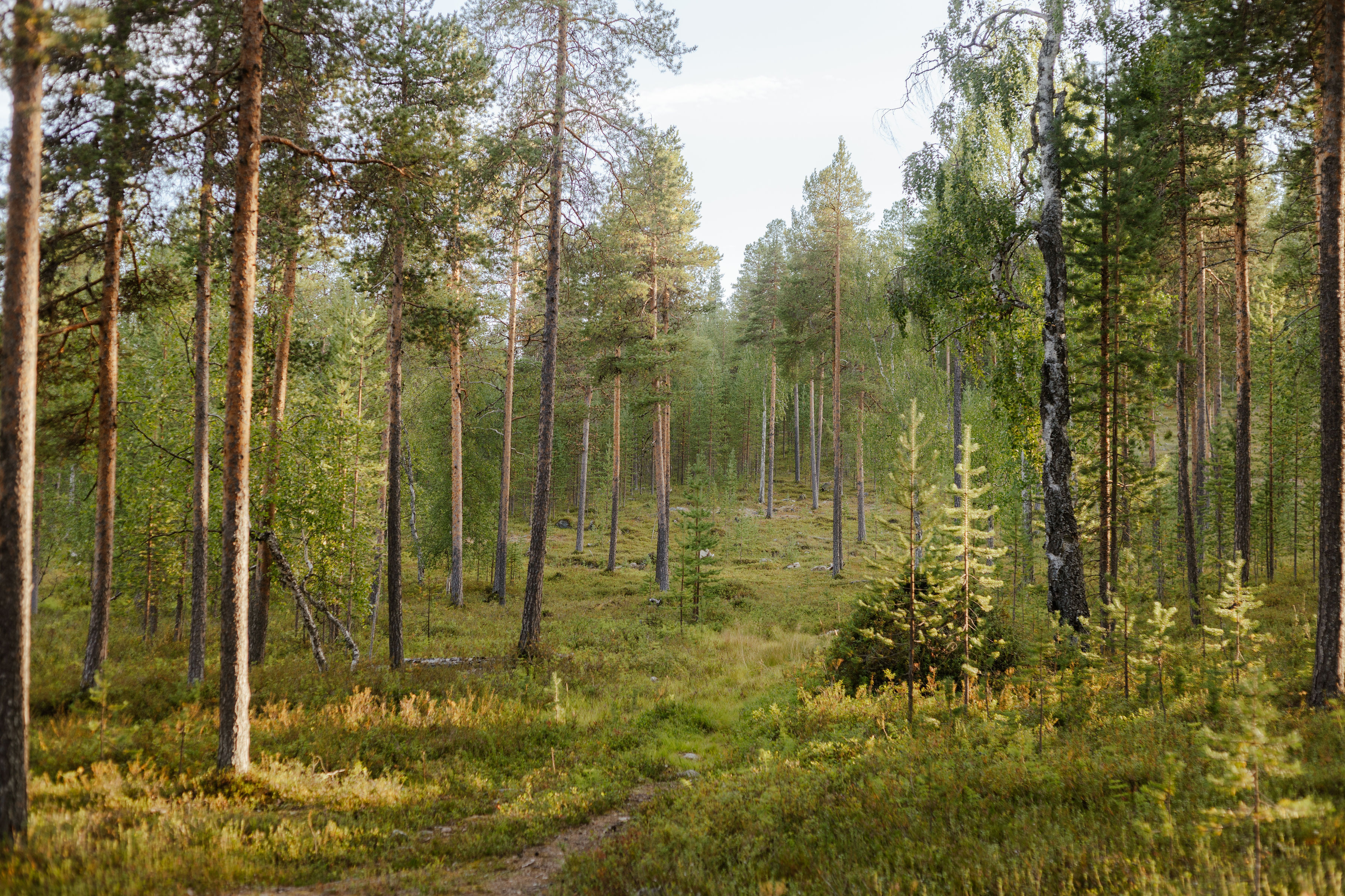 Kaunis metsäinen ympäristö, johon mahdollisuus rakentaa päärakennus.
