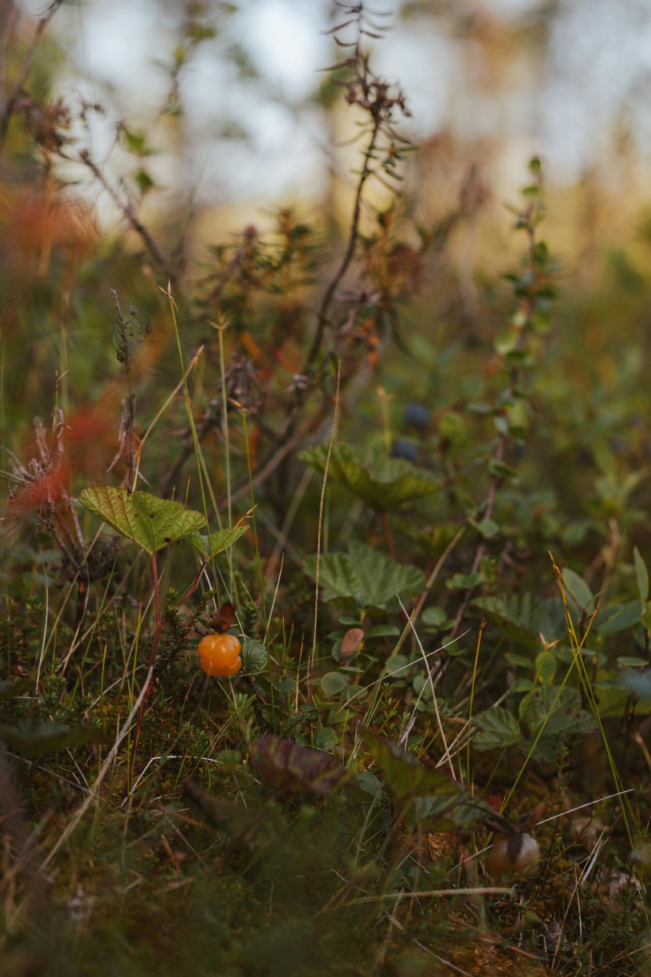 Tolosentie 399, Ivalo, Inari