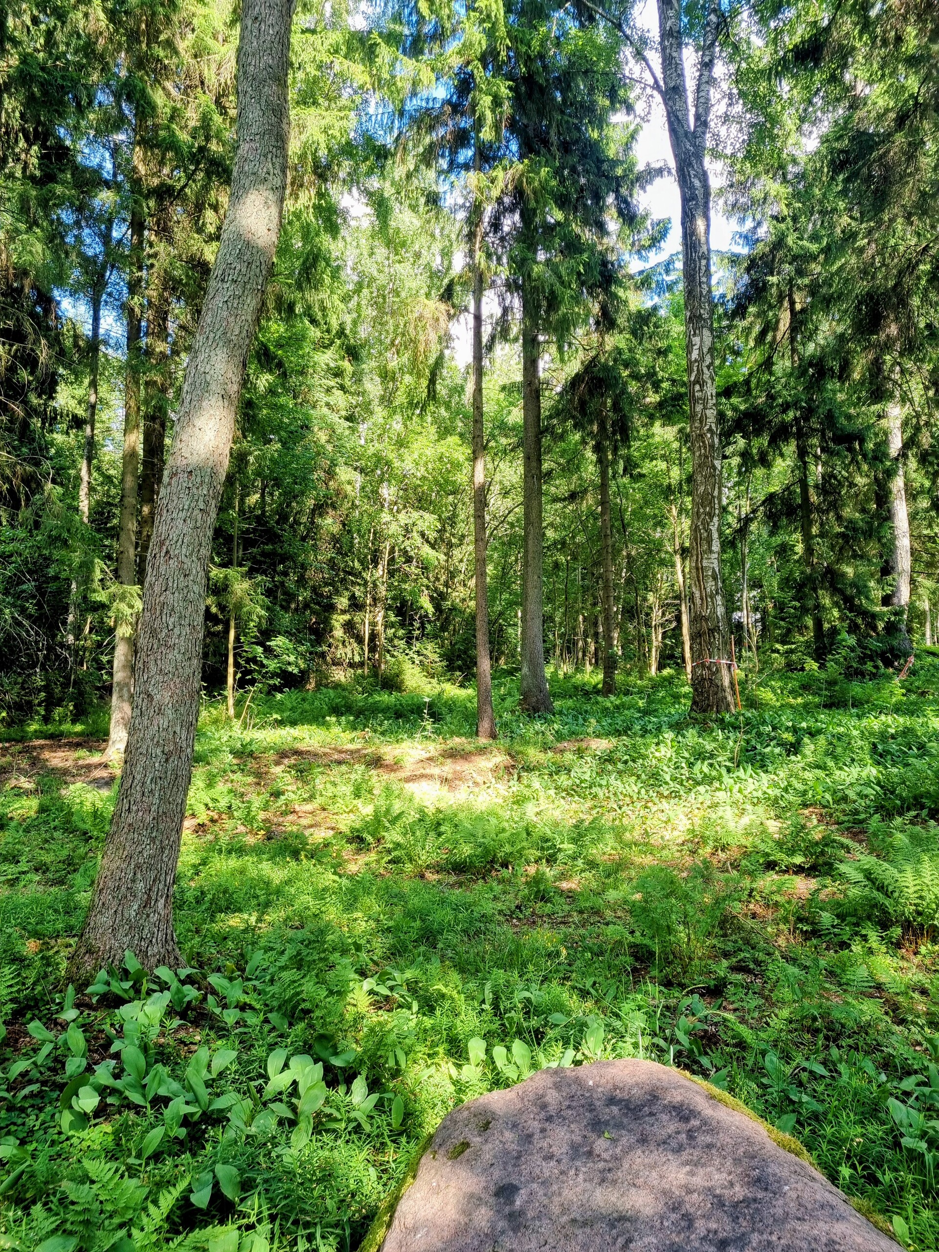 Iso Koivusaari 3, Marjaniemi, Helsinki