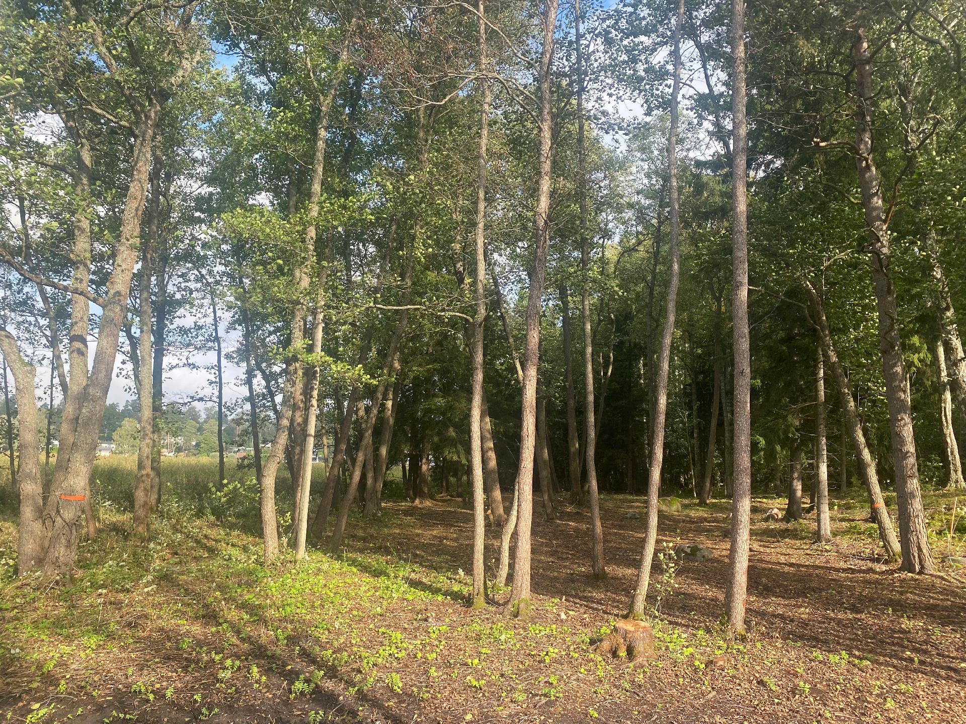 Iso Koivusaari 3, Marjaniemi, Helsinki