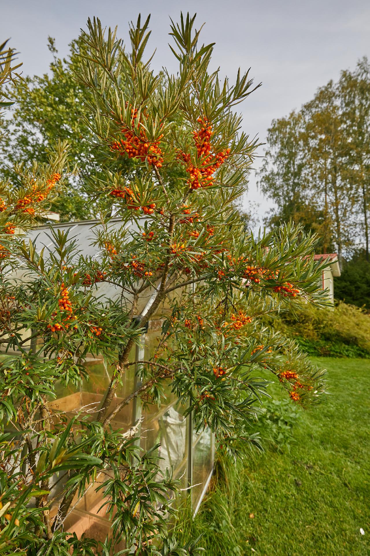 Kandolinintie 37, Nummi-Pusula, Lohja