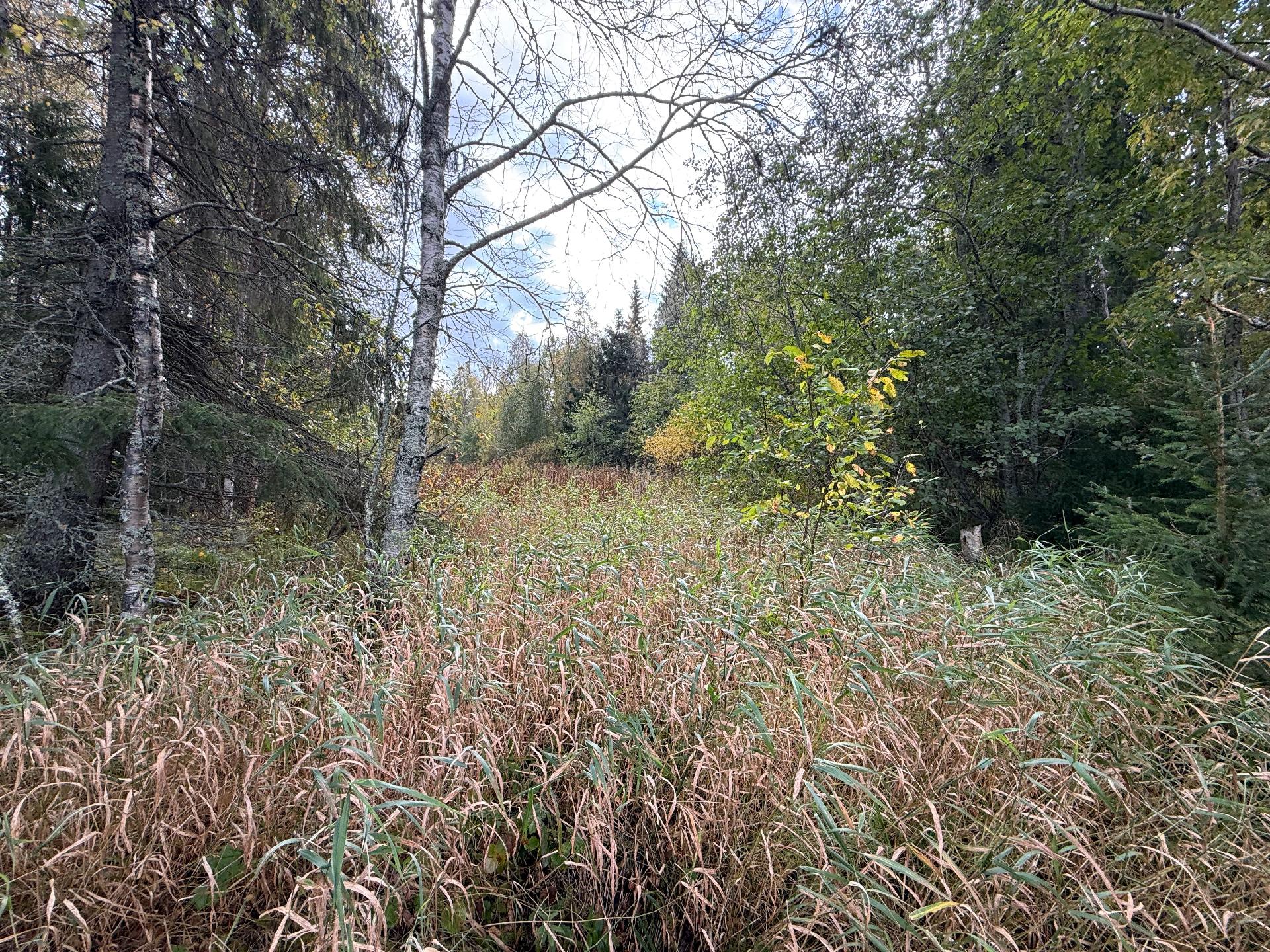 Metsäkalliontie 17, Tipasoja, Sotkamo