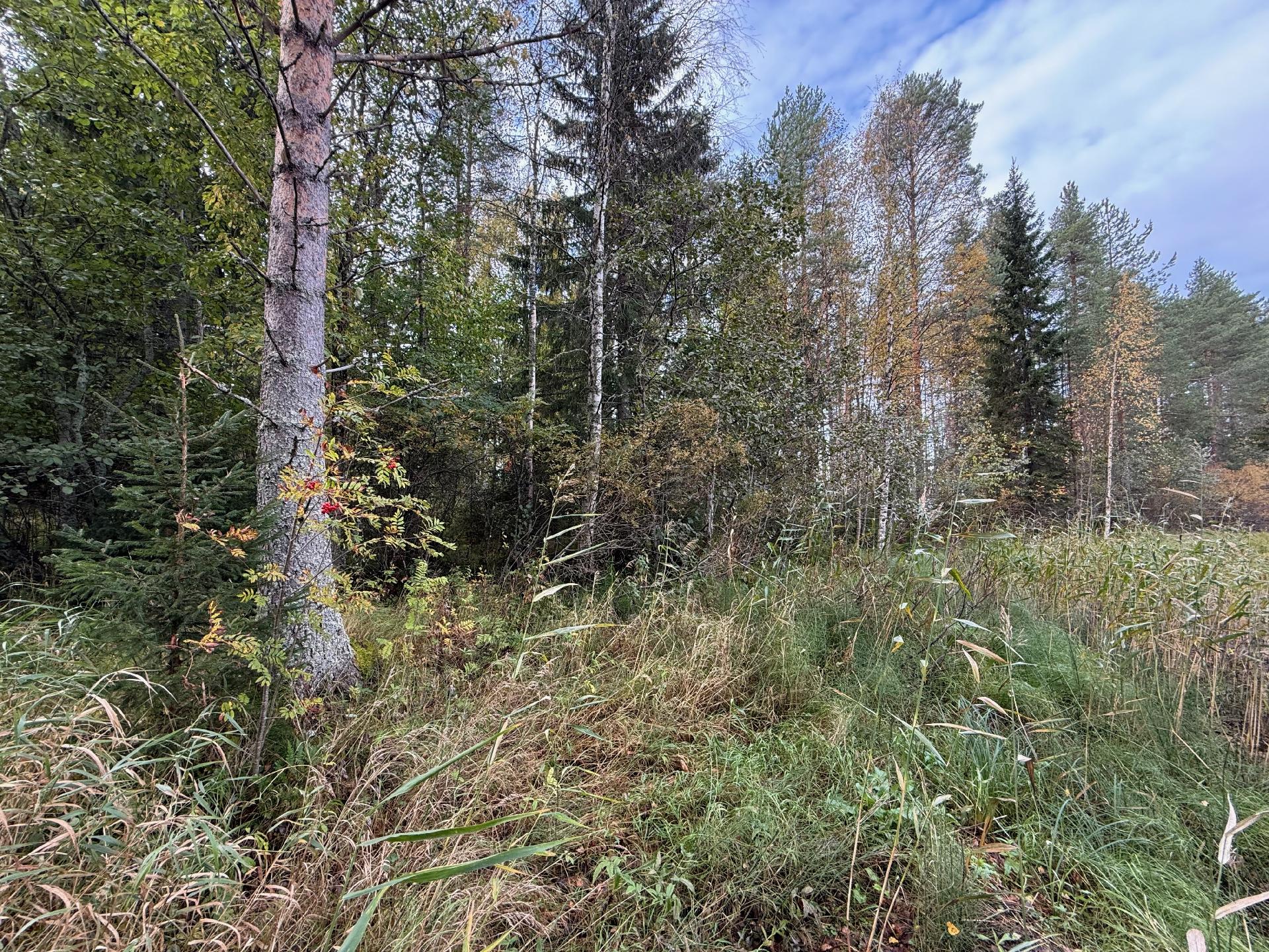 Metsäkalliontie 17, Tipasoja, Sotkamo