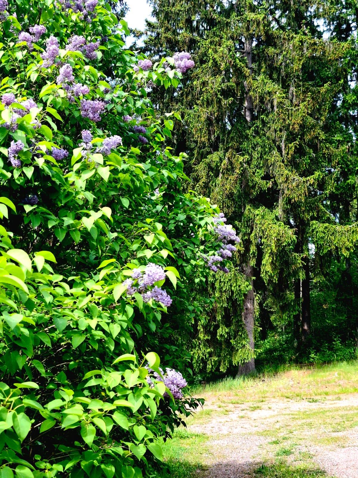 Bommaksentie 24, Pernaja, Loviisa