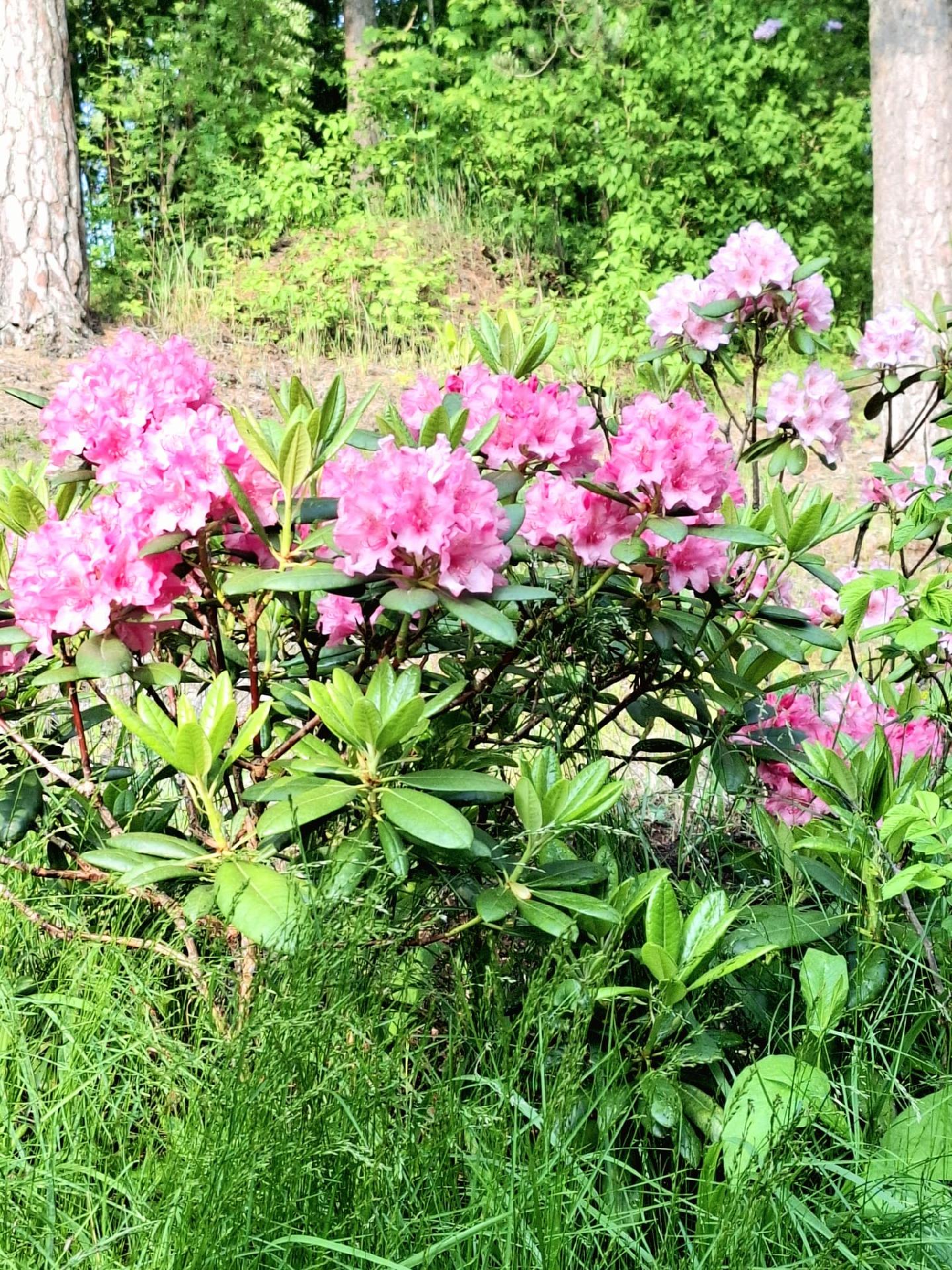 Bommaksentie 24, Pernaja, Loviisa