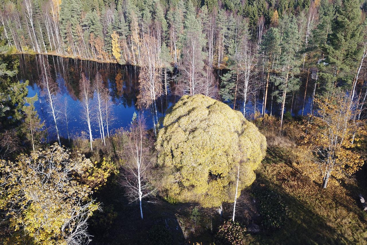 Nujulantie 9, Jyskä, Jyväskylä