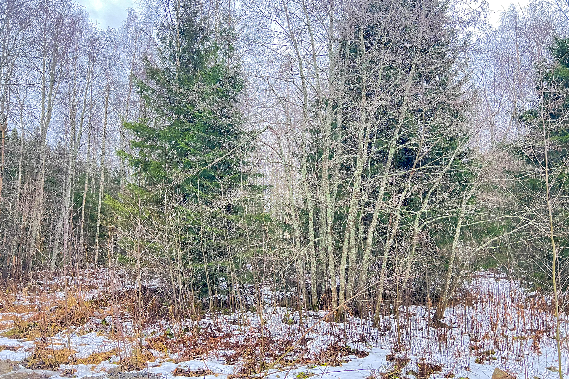 kasvaa puustoa - polttopuiksi