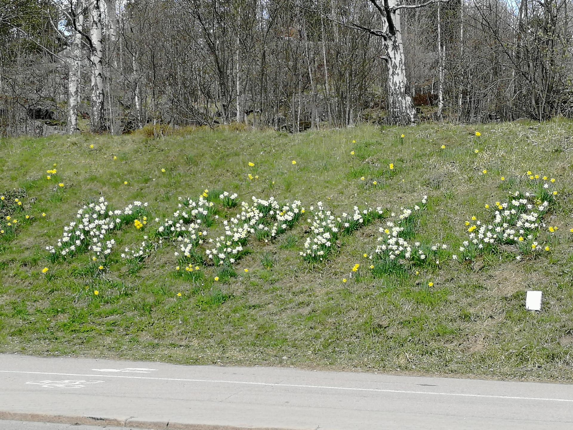 Myyjän ottama kesäkuva