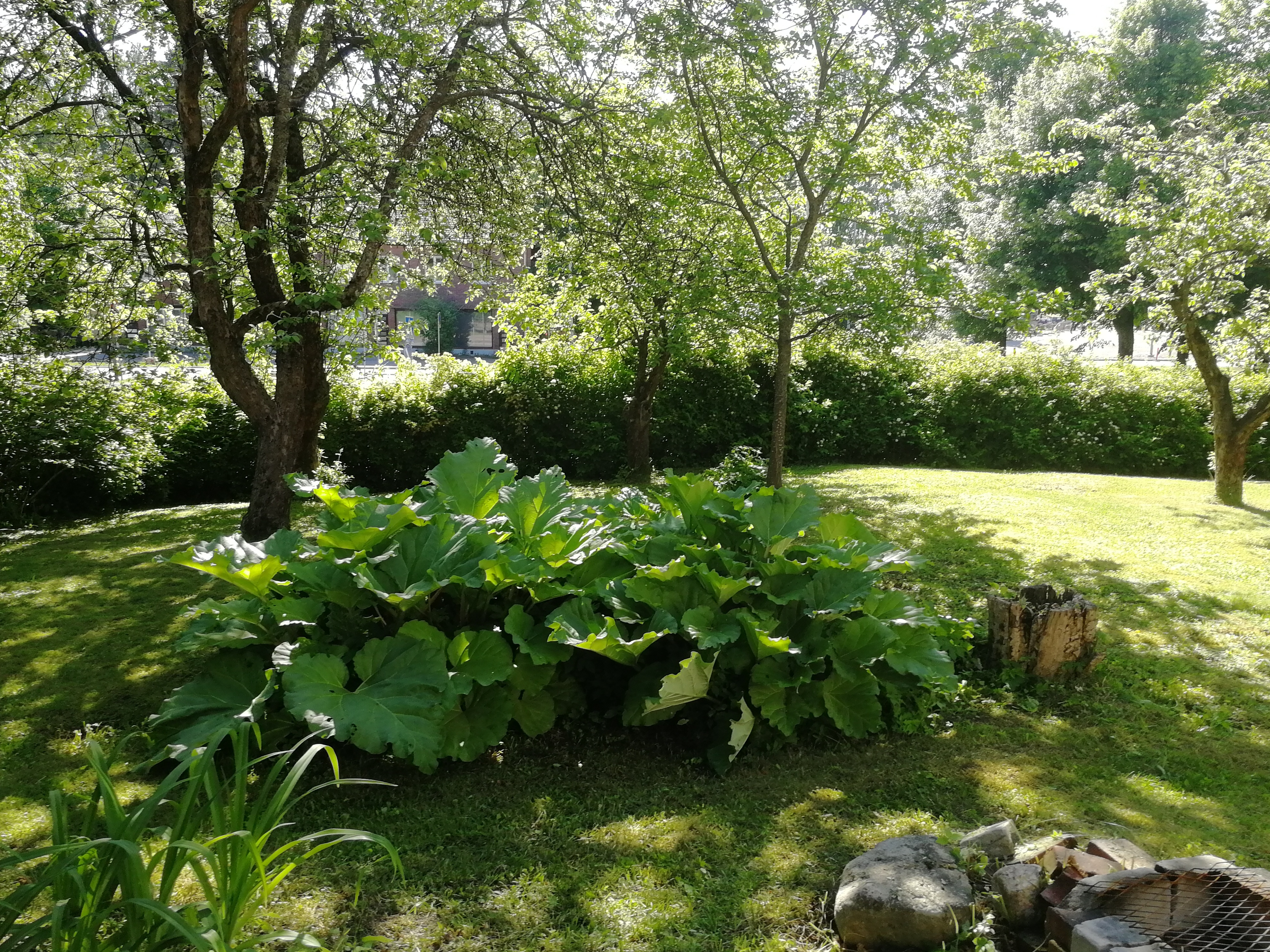 Myyjän ottama kesäkuva