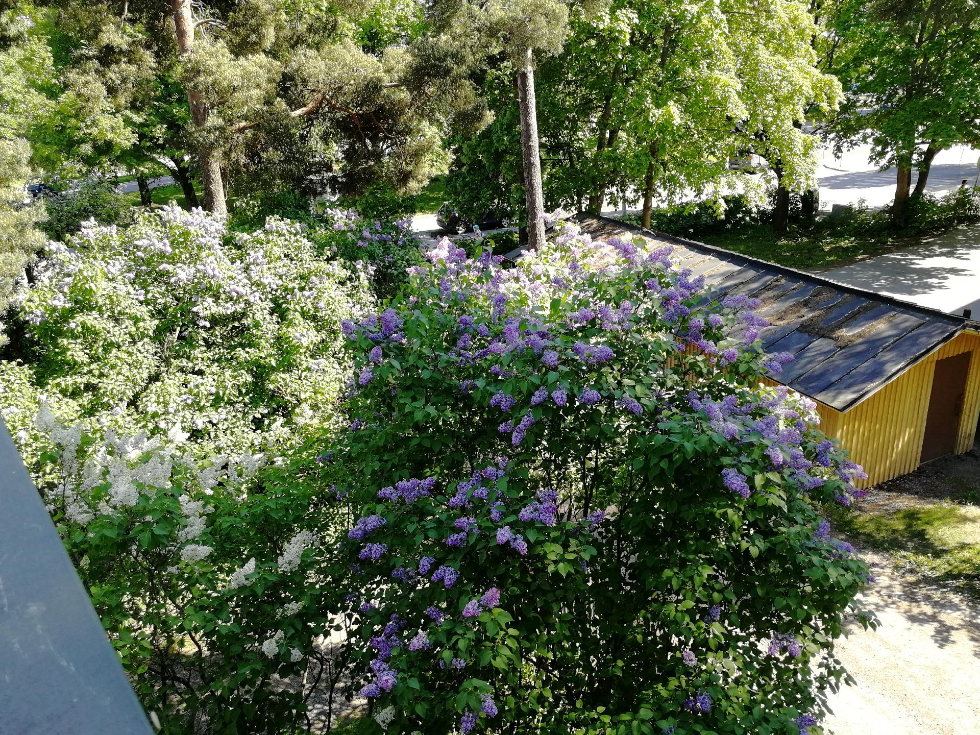 Myyjän ottama kesäkuva