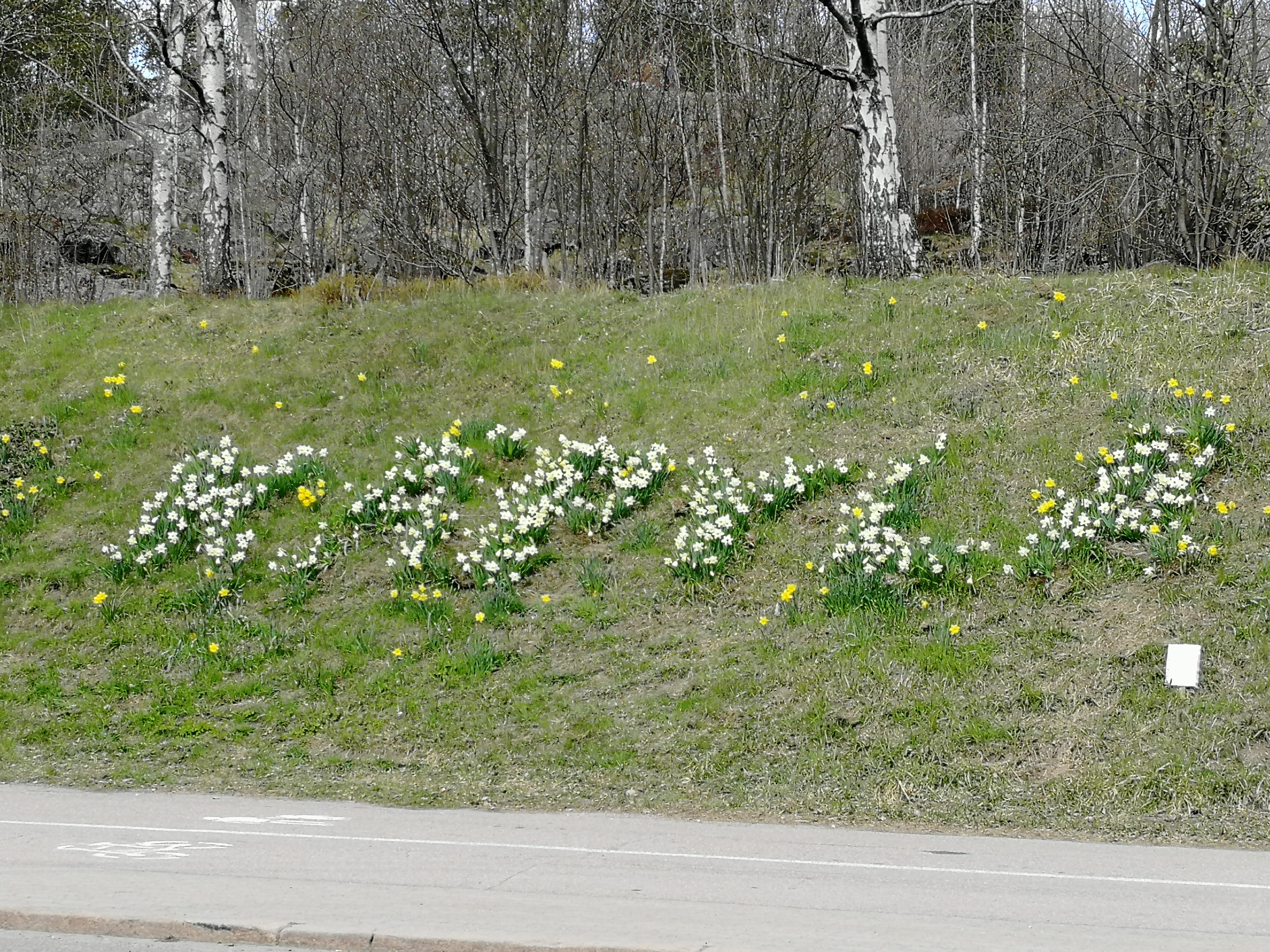 Myyjän ottama kesäkuva