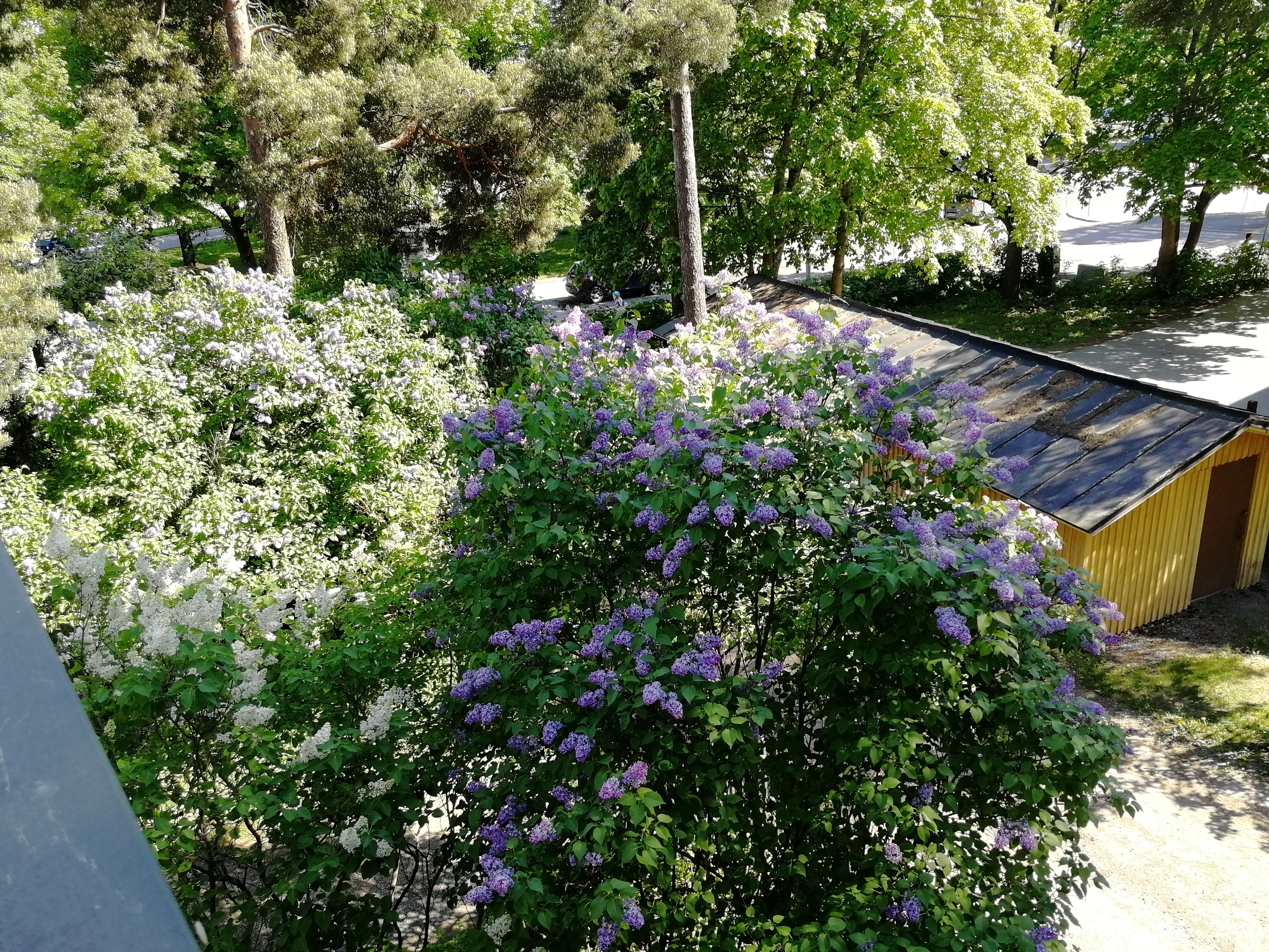 Myyjän ottama kesäkuva