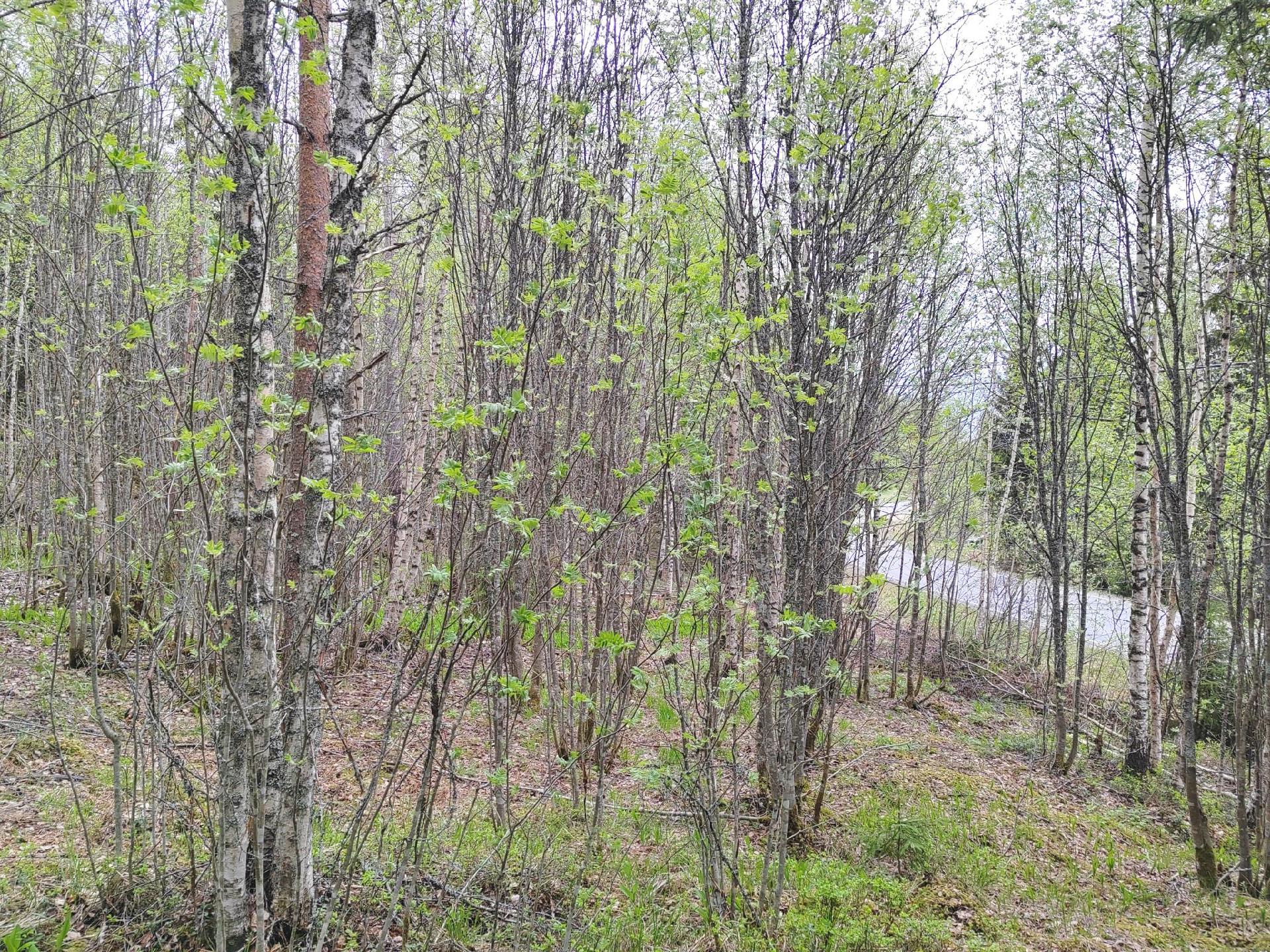 Kuruntie -, Ritasjärvi, Hyvinkää