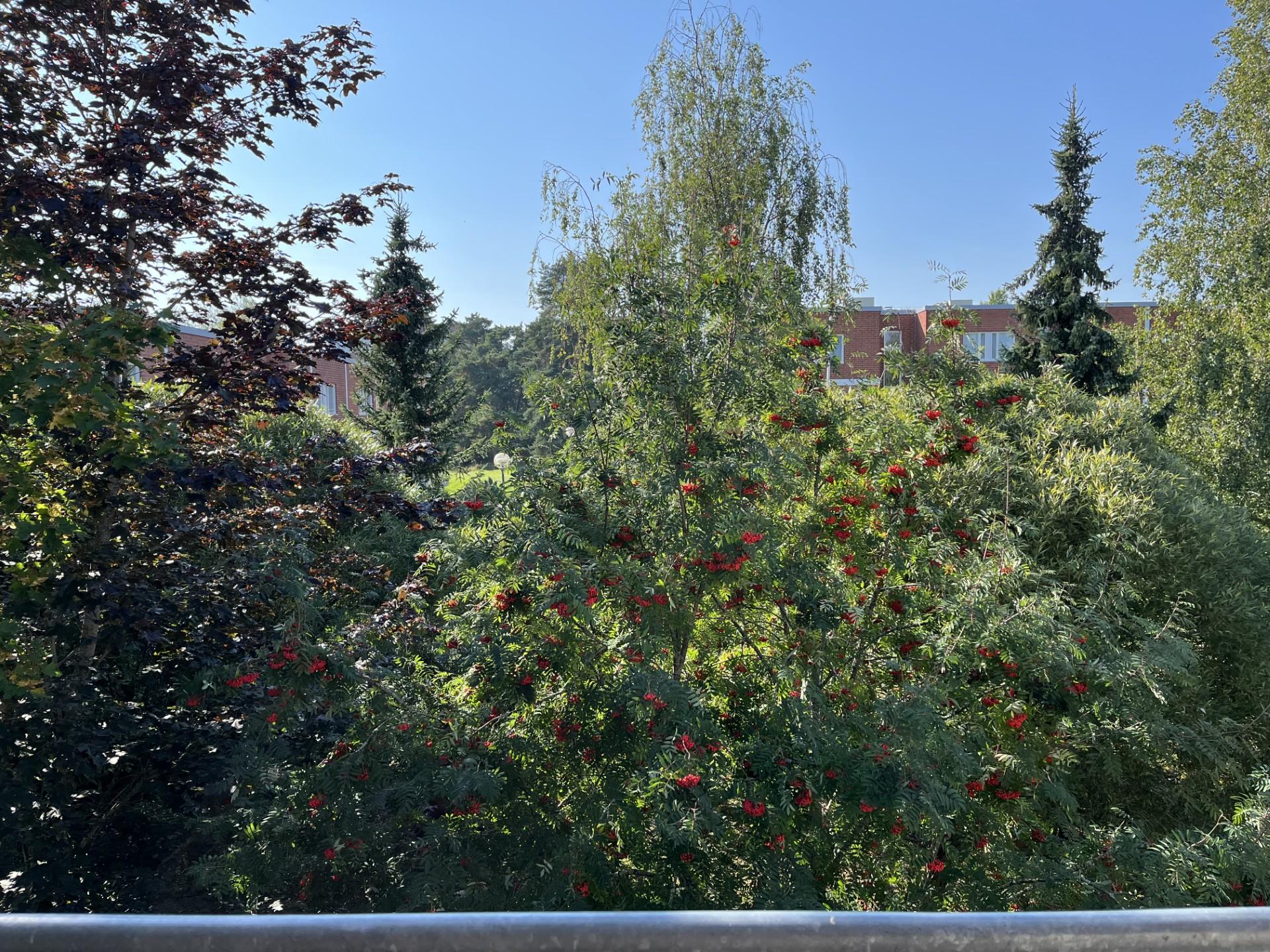 kesäkuva parvekkeelta