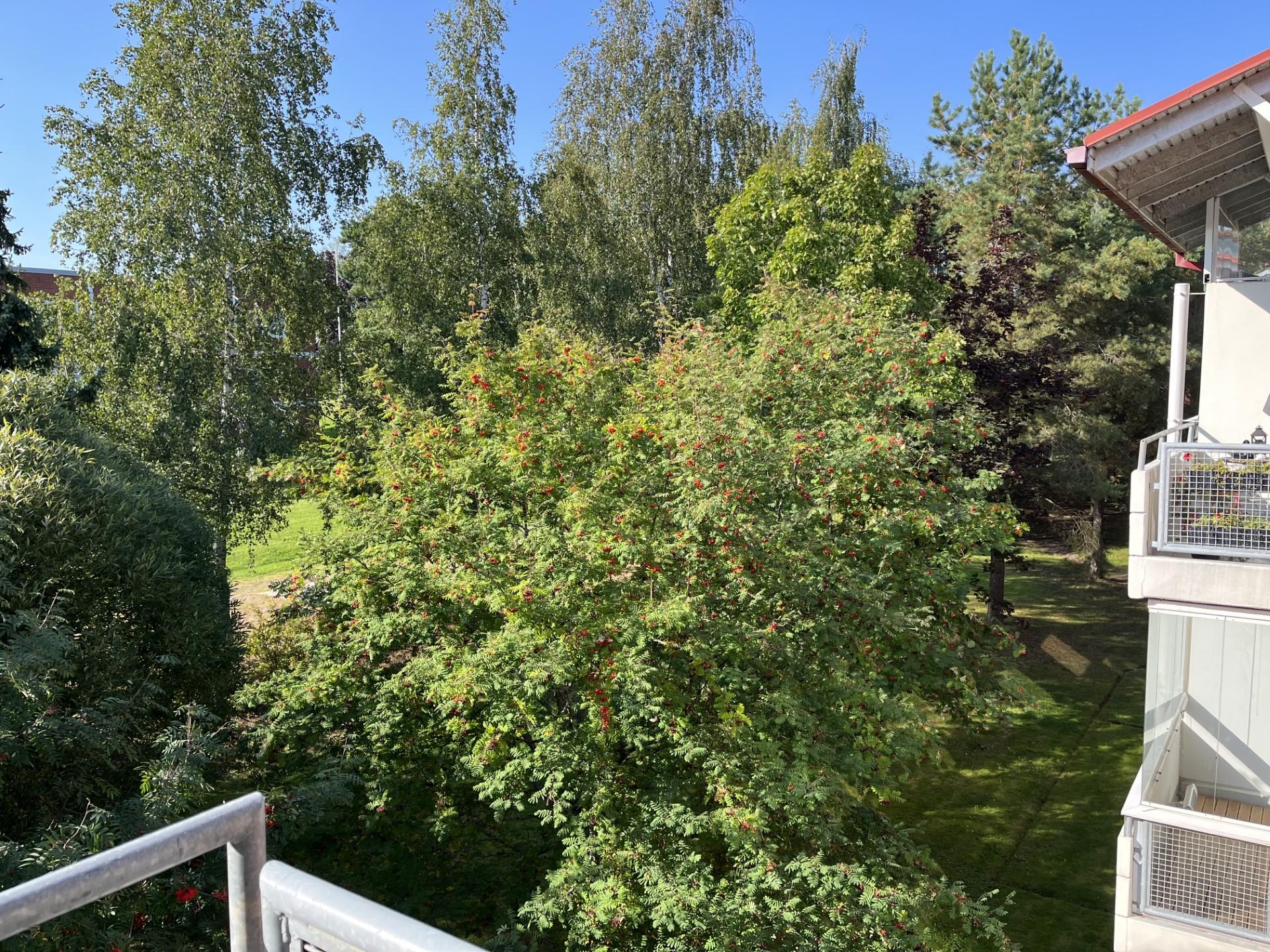 kesäkuva parvekkeelta