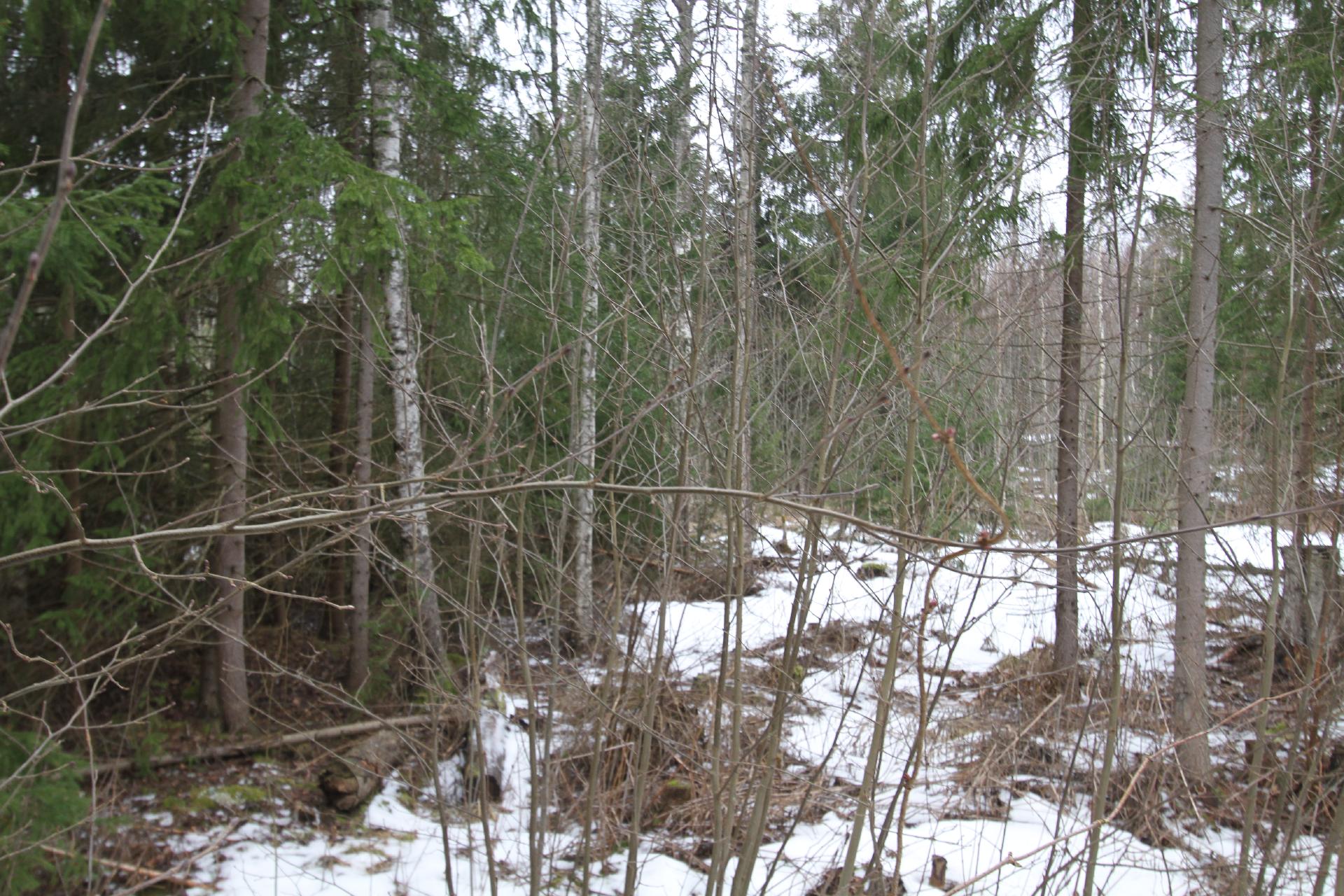 Ahomaantie 35, Ohkola, Mäntsälä