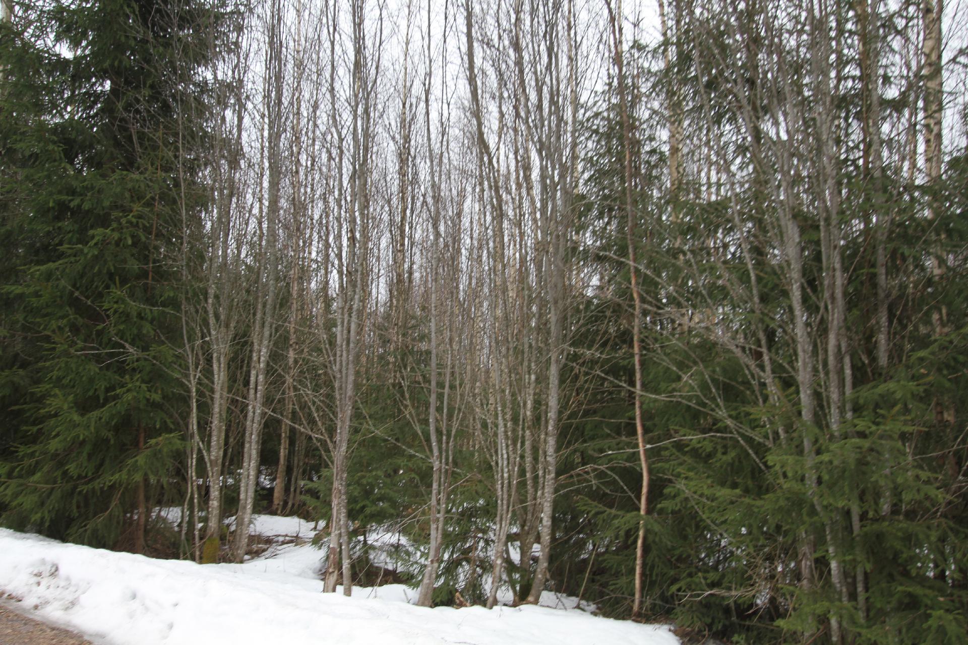 Kivistö- Kaukastie 94, Ohkola, Mäntsälä