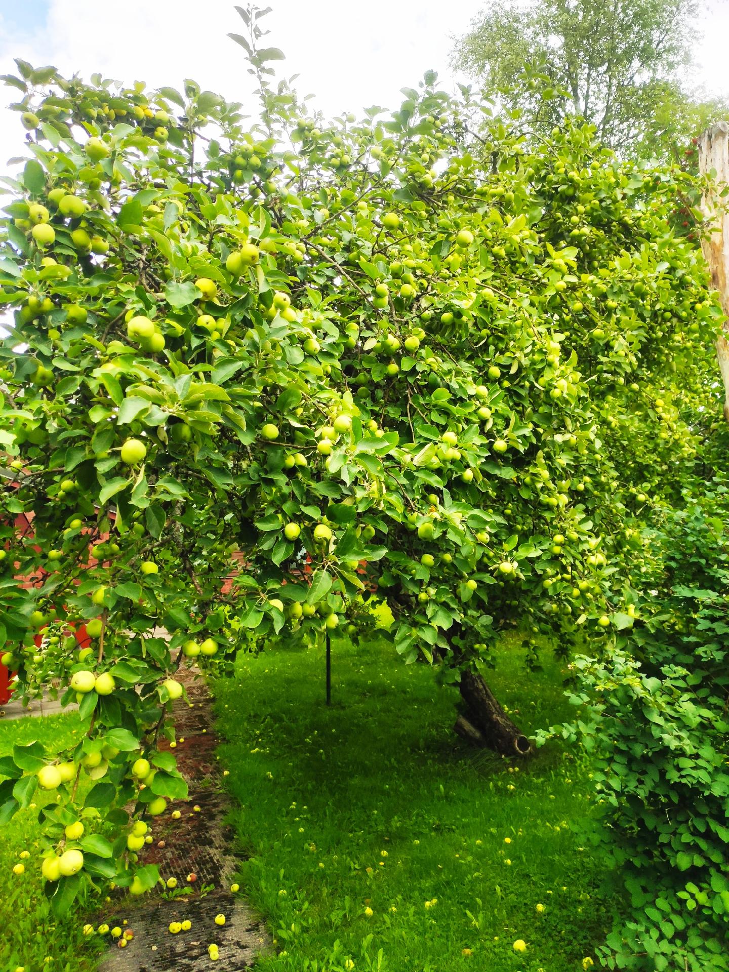 Savikonkatu 31, Hirsimäki, Riihimäki