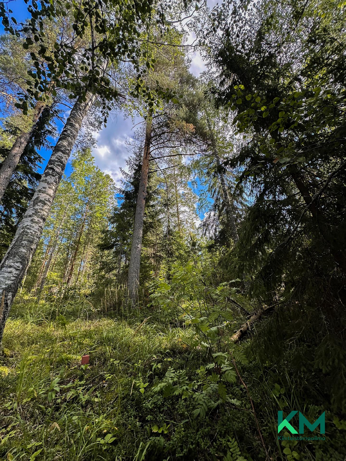 Suuri-Kontiainen 1:41 & 1:14, Särkilahti, Savonlinna