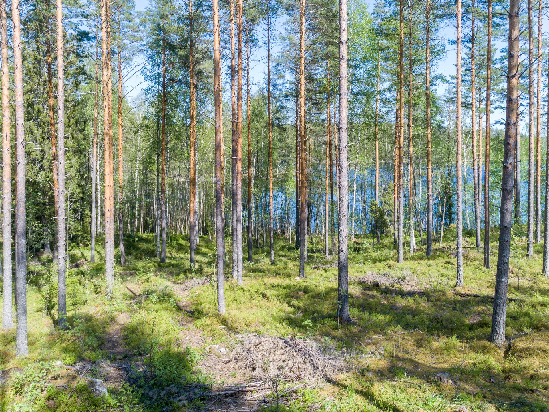 Lavulahdentie -, Mikkeli