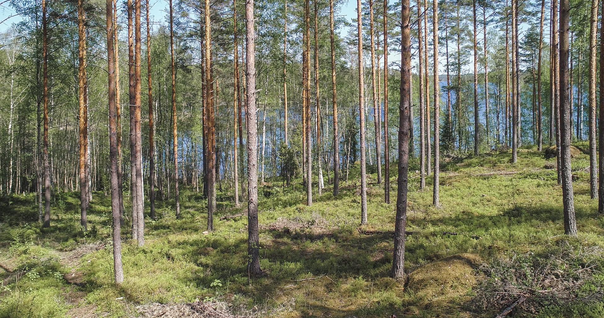 Lavulahdentie -, Mikkeli