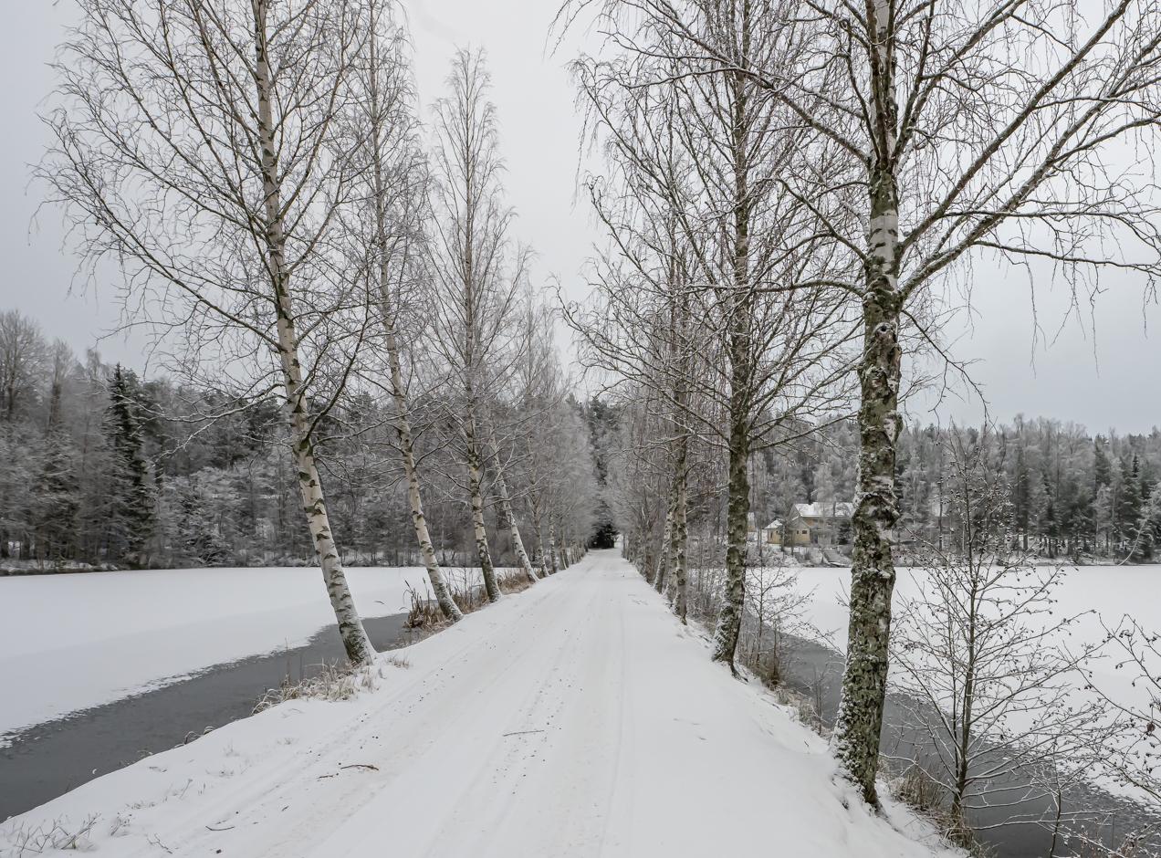 Lampitieltä näkymää kohti omakotitaloa.