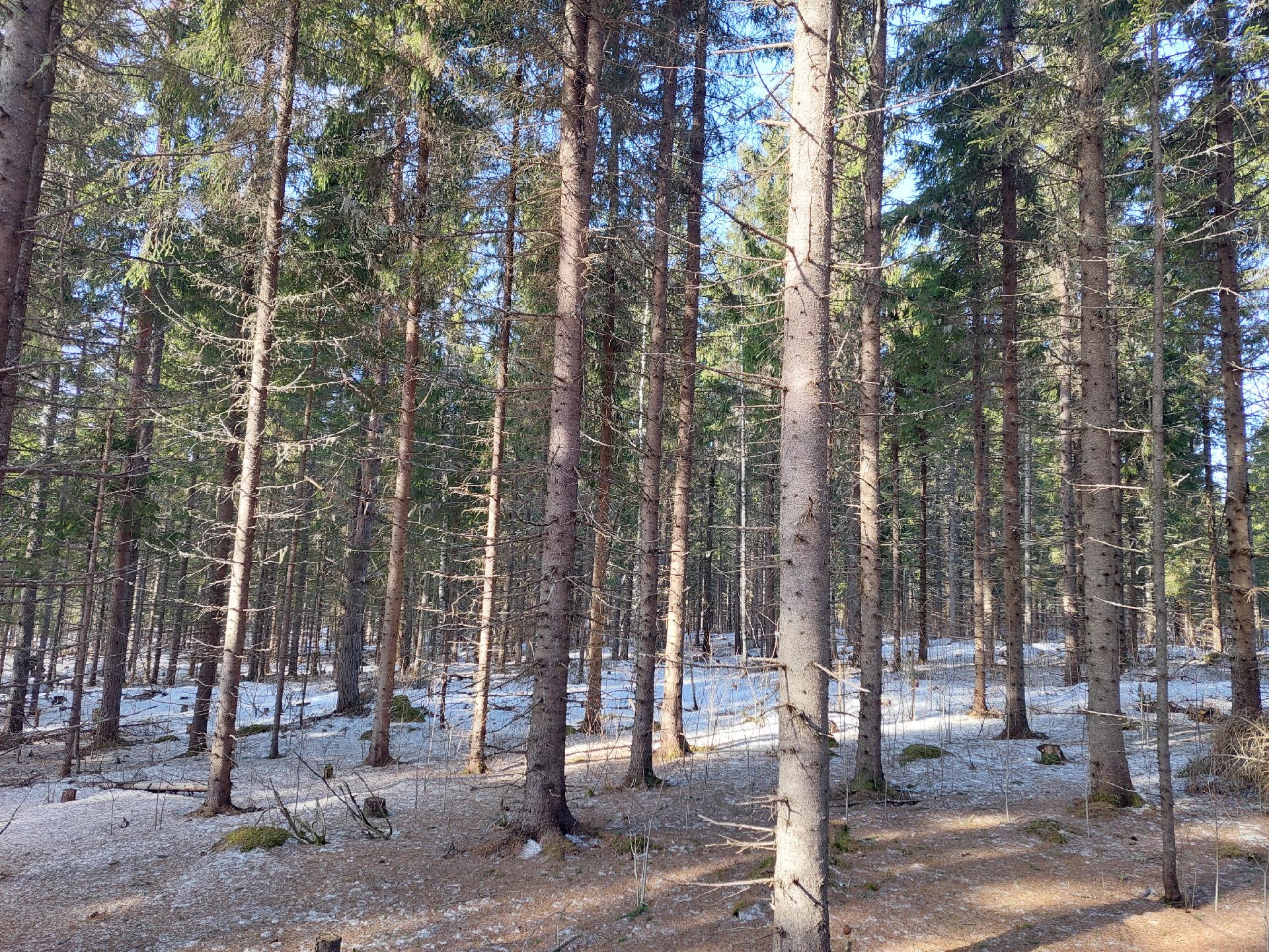 Sininentie 747, Syvänniemi, Kuopio