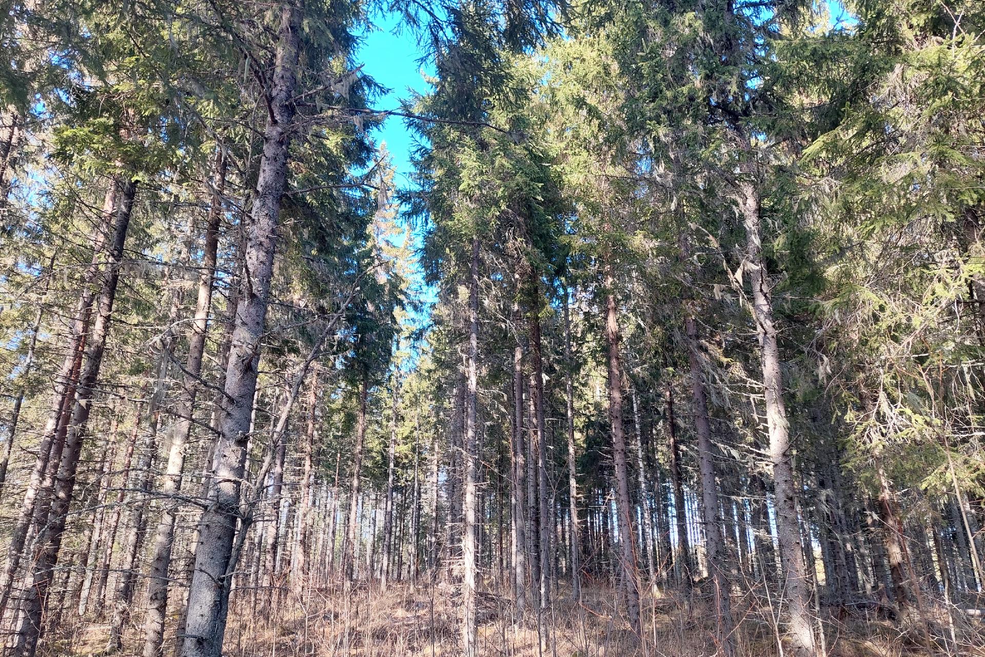 Sininentie 747, Syvänniemi, Kuopio