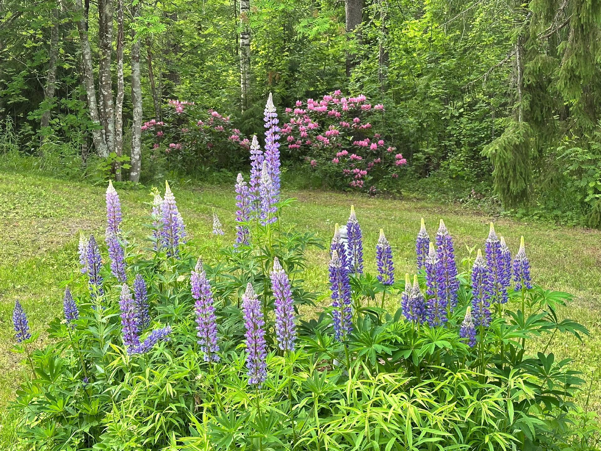 Tiemassaarentie 1979, Tiemassaari, Rantasalmi