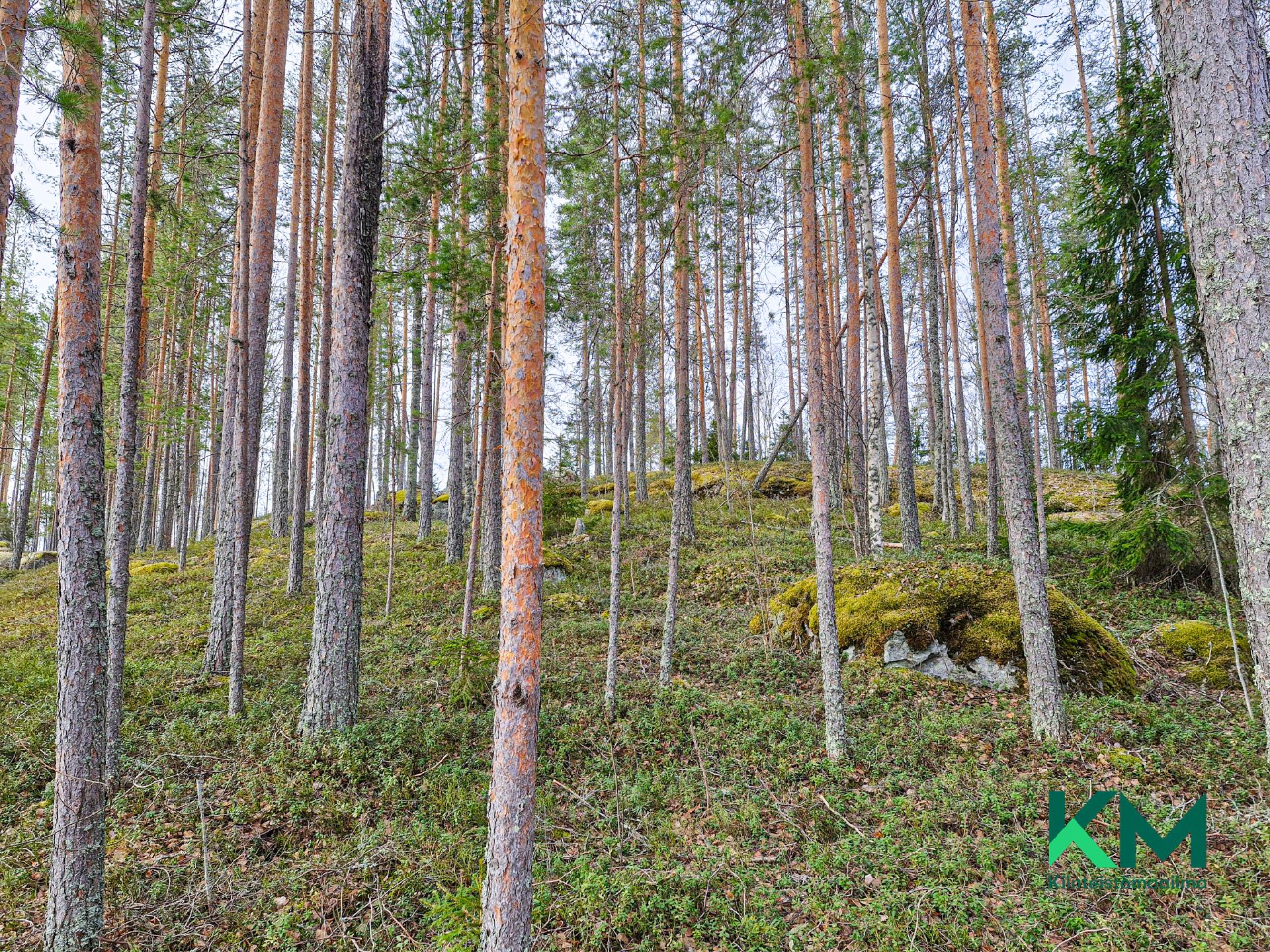 tiheä mäntypuusto tontilla