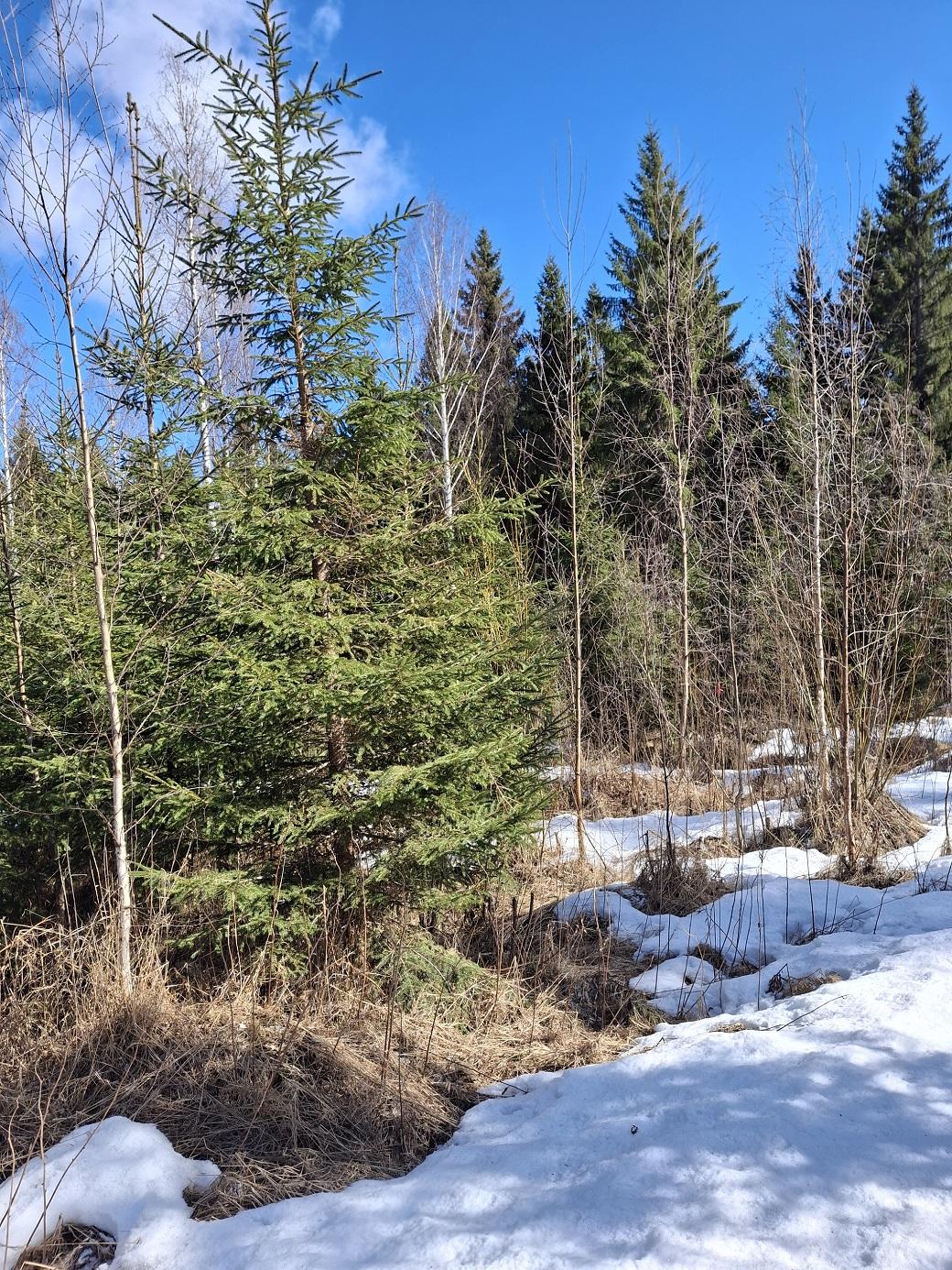 Purhontie 233, Pelonniemi, Kuopio