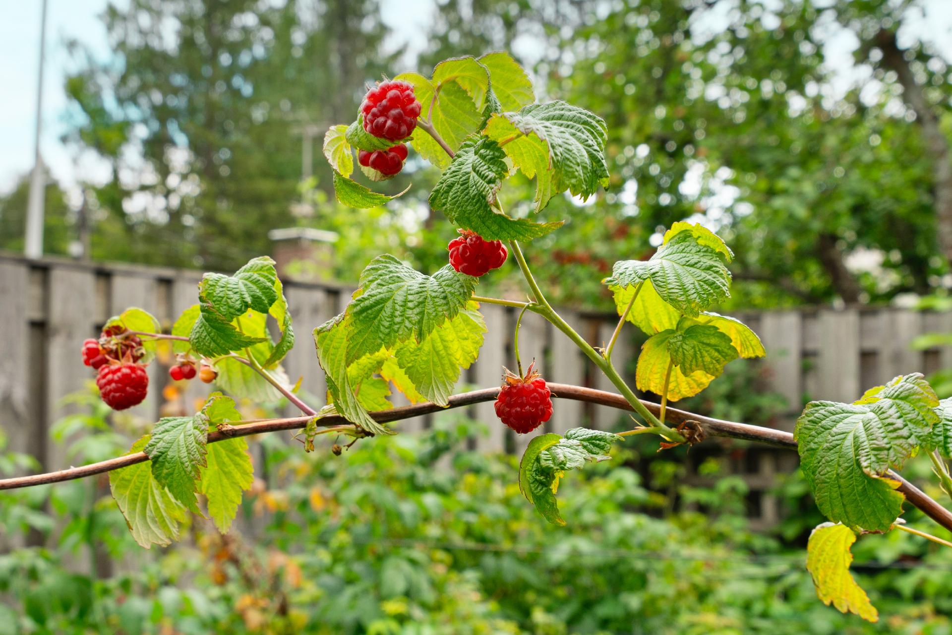 Tapiontie 9 C, Laaksolahti, Espoo